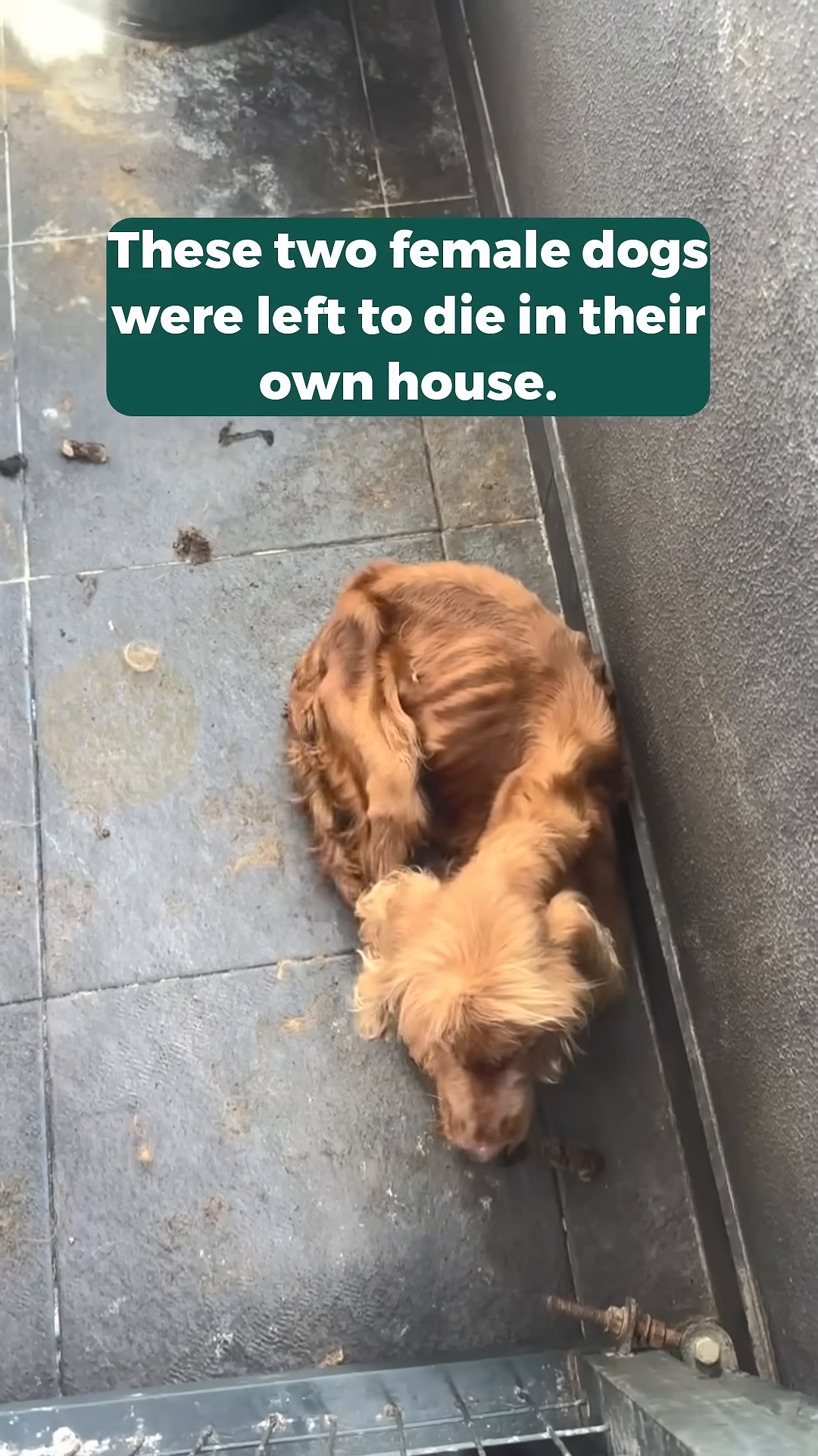 Two severely emaciated dogs lying on a dirty floor.