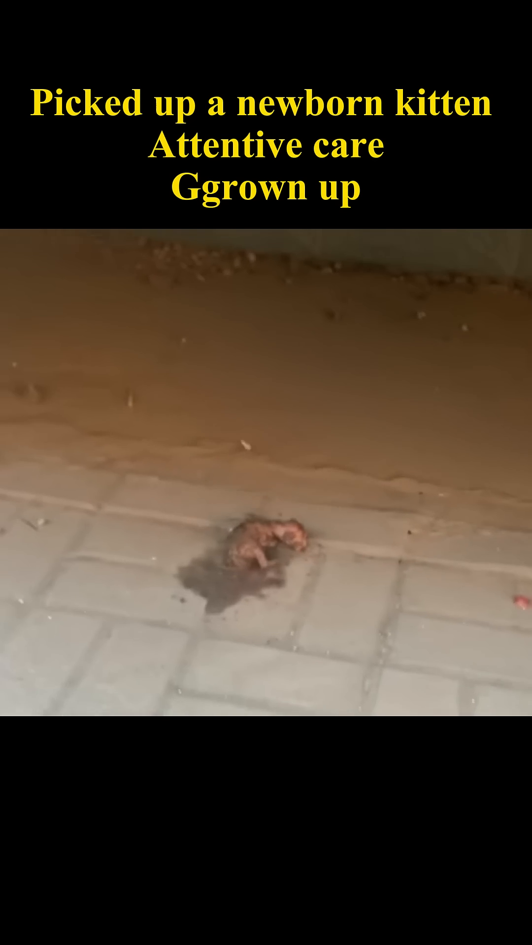 A tiny, helpless newborn kitten lies on the ground, looking frail and alone.