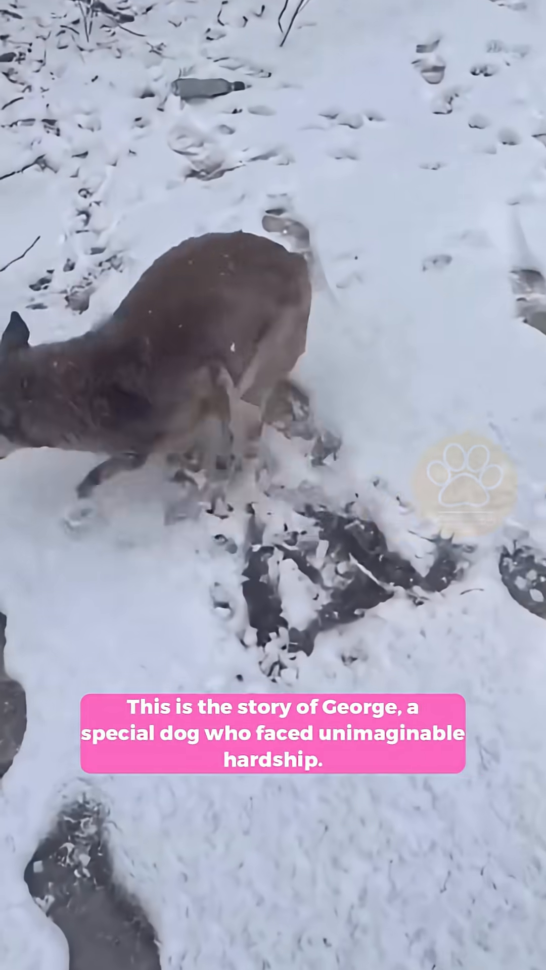 A dog with visible injuries stands in the snow, looking towards the camera.