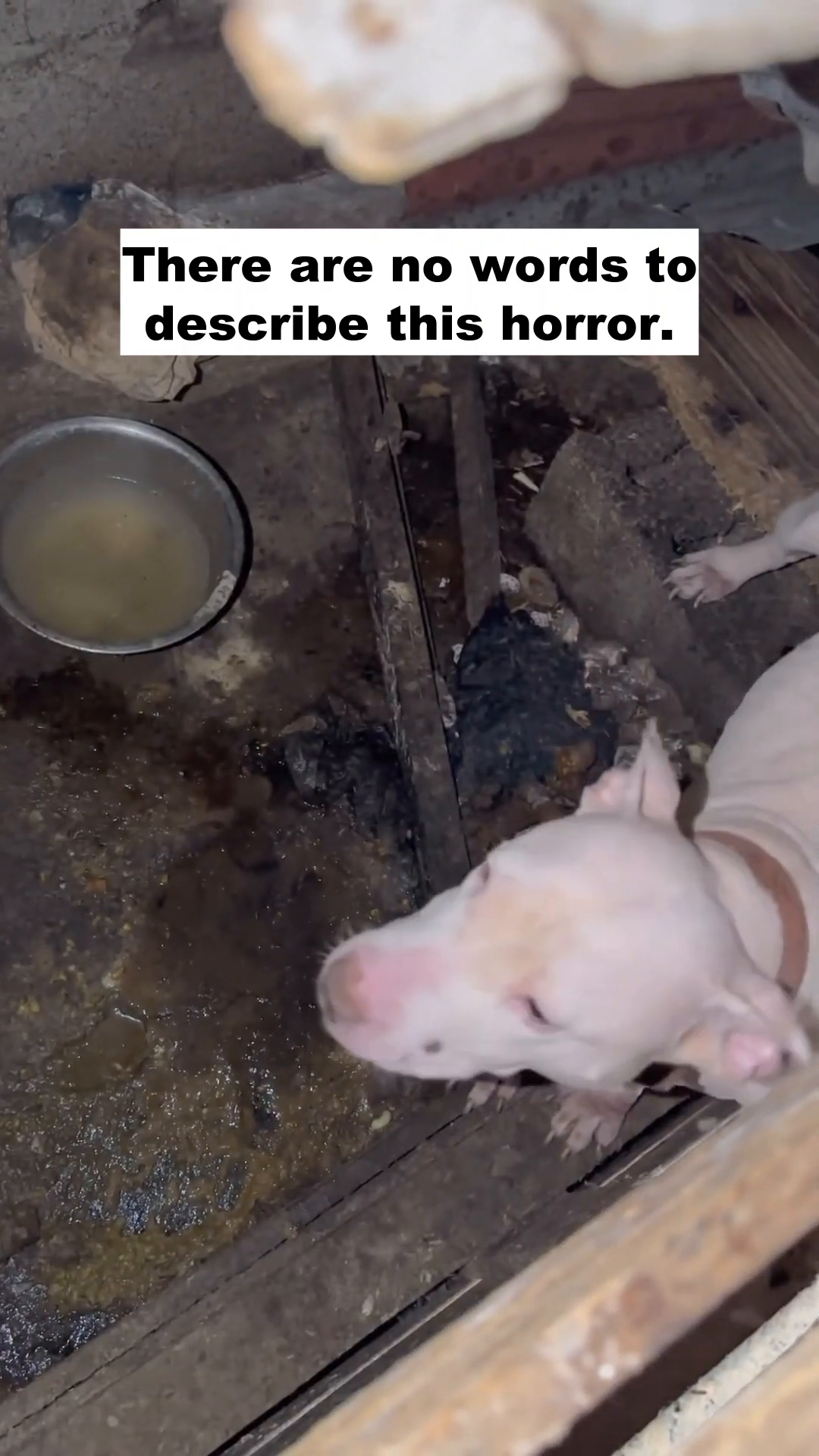 A white dog with brown patches looks up from a dirty, cramped enclosure.