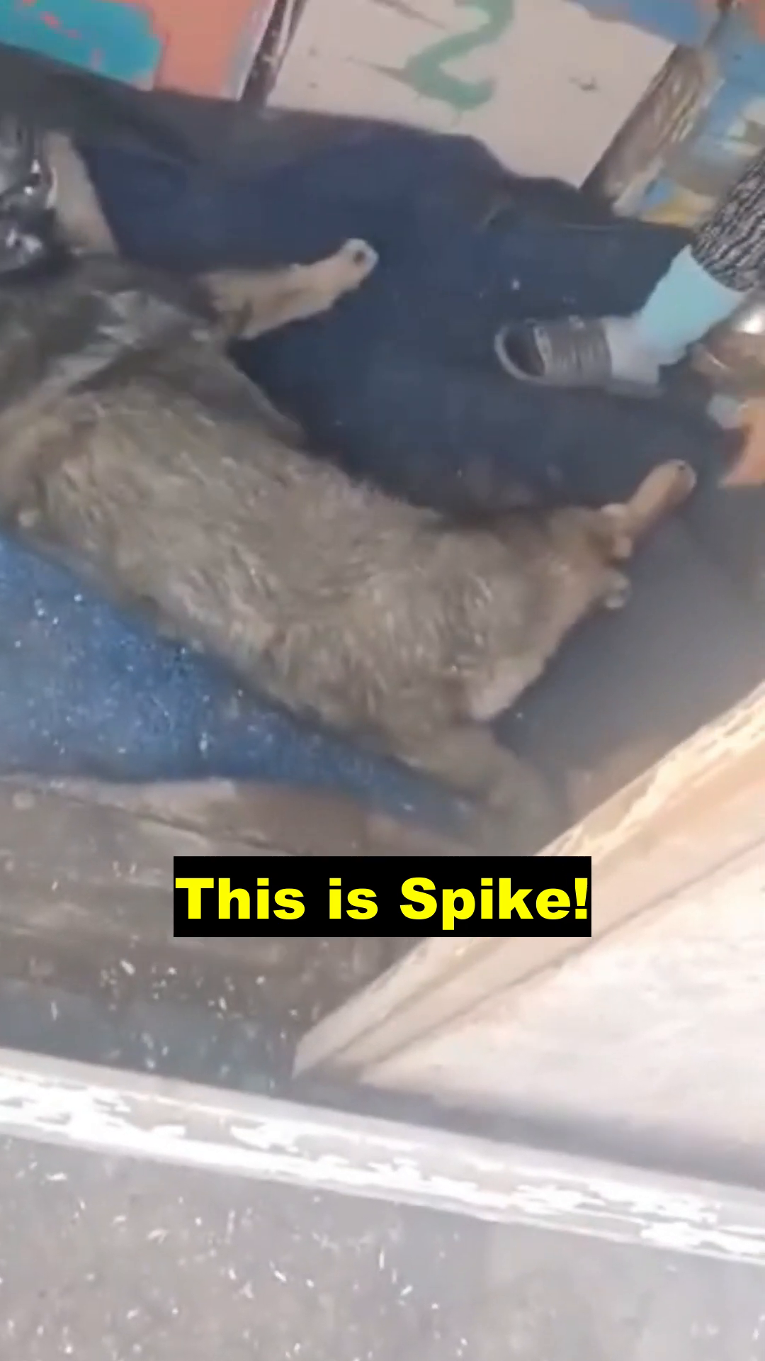 Spike lying on the ground, appearing to be in pain.