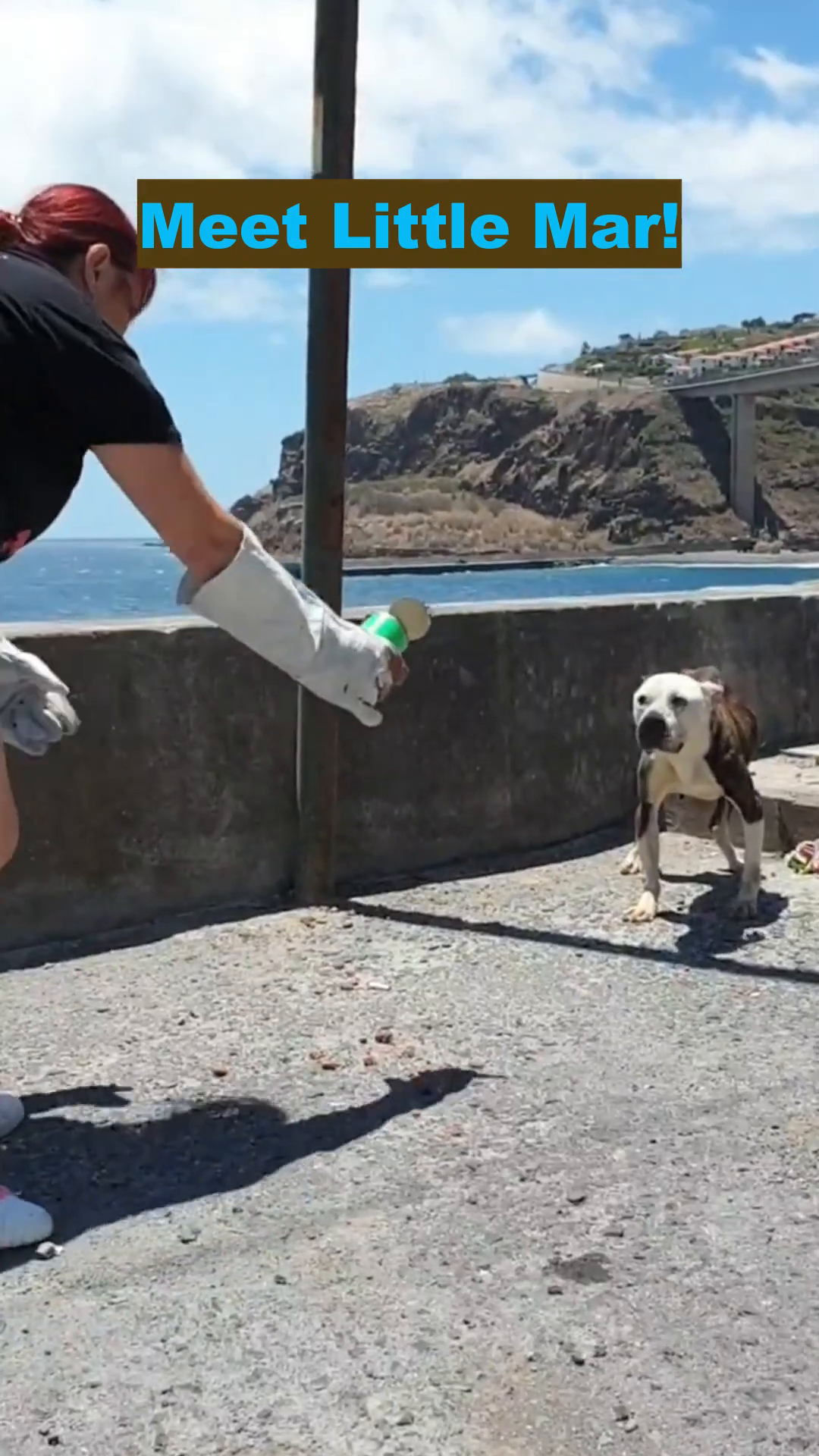 A woman gently approaches a scared and emaciated dog named Mar.