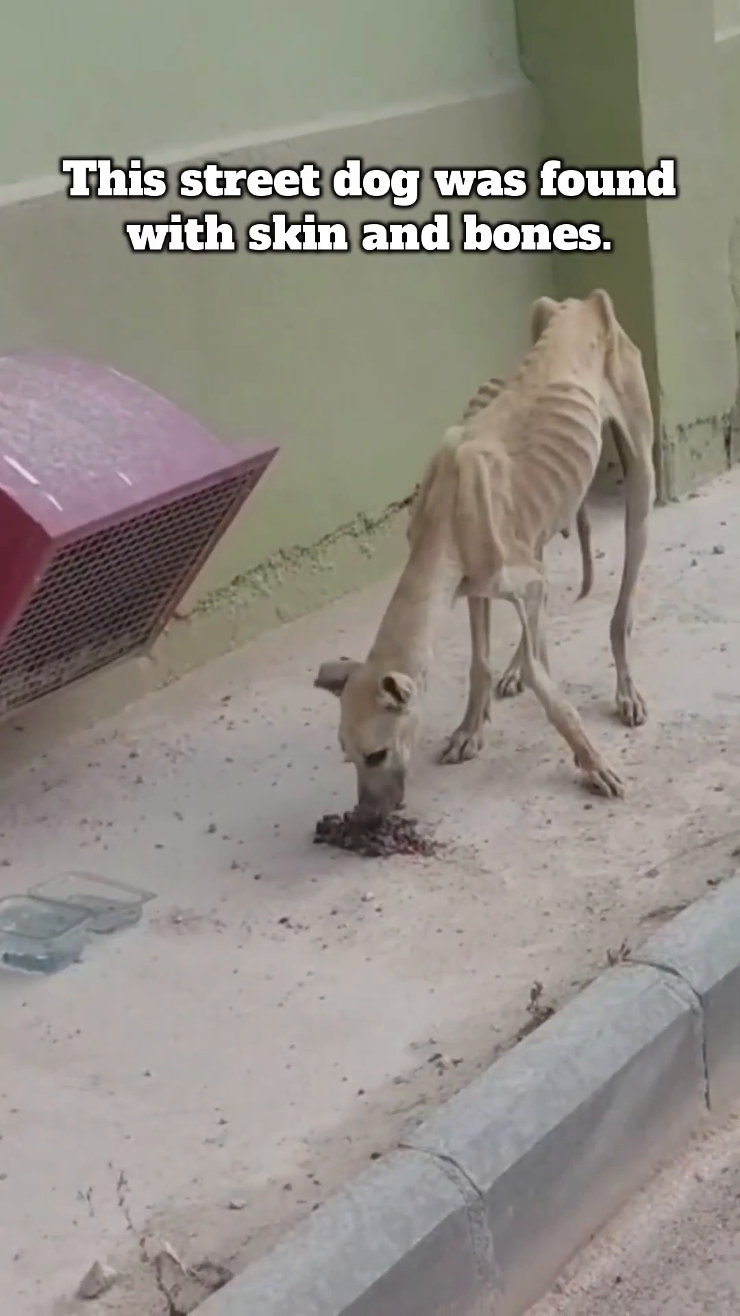 A severely emaciated street dog is seen eating from the ground.