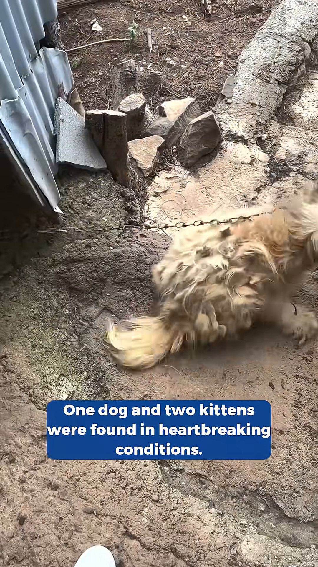 Avelã, a scruffy dog, is chained in a desolate outdoor area, his fur heavily matted.