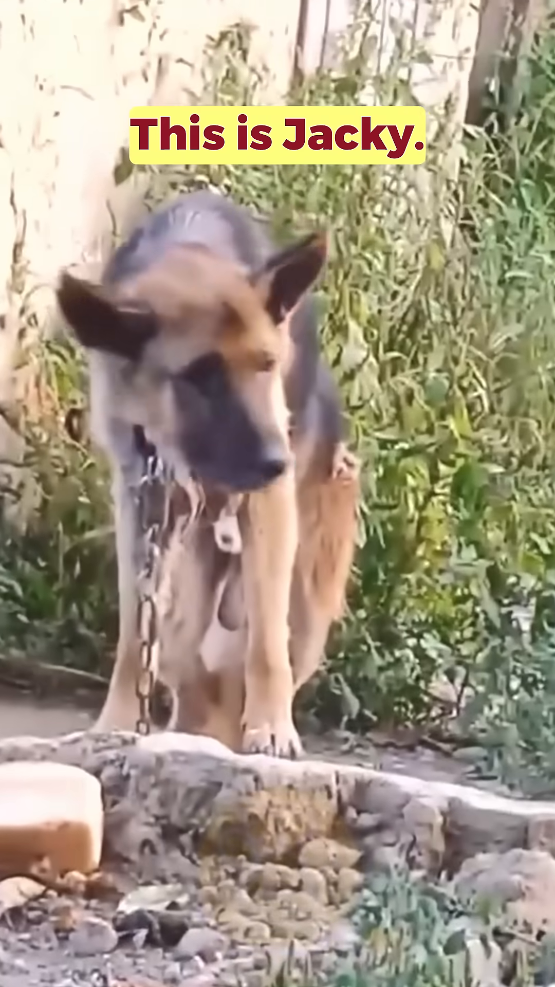 A German Shepherd named Jacky, looking sad and chained.