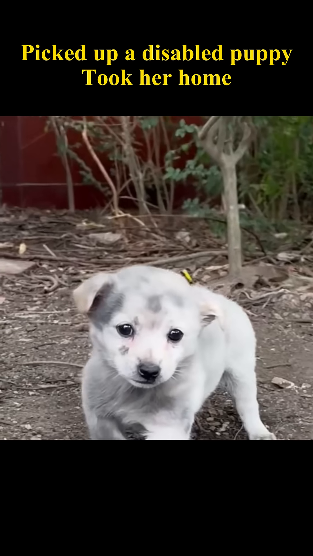 A small, grey and white puppy with sad eyes stands on the dirt, looking vulnerable.
