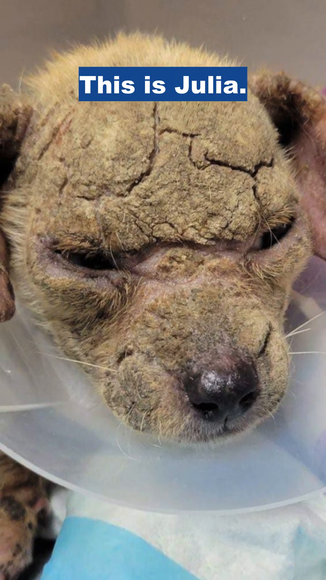 Close-up of Julia's face, showing the severe mange.