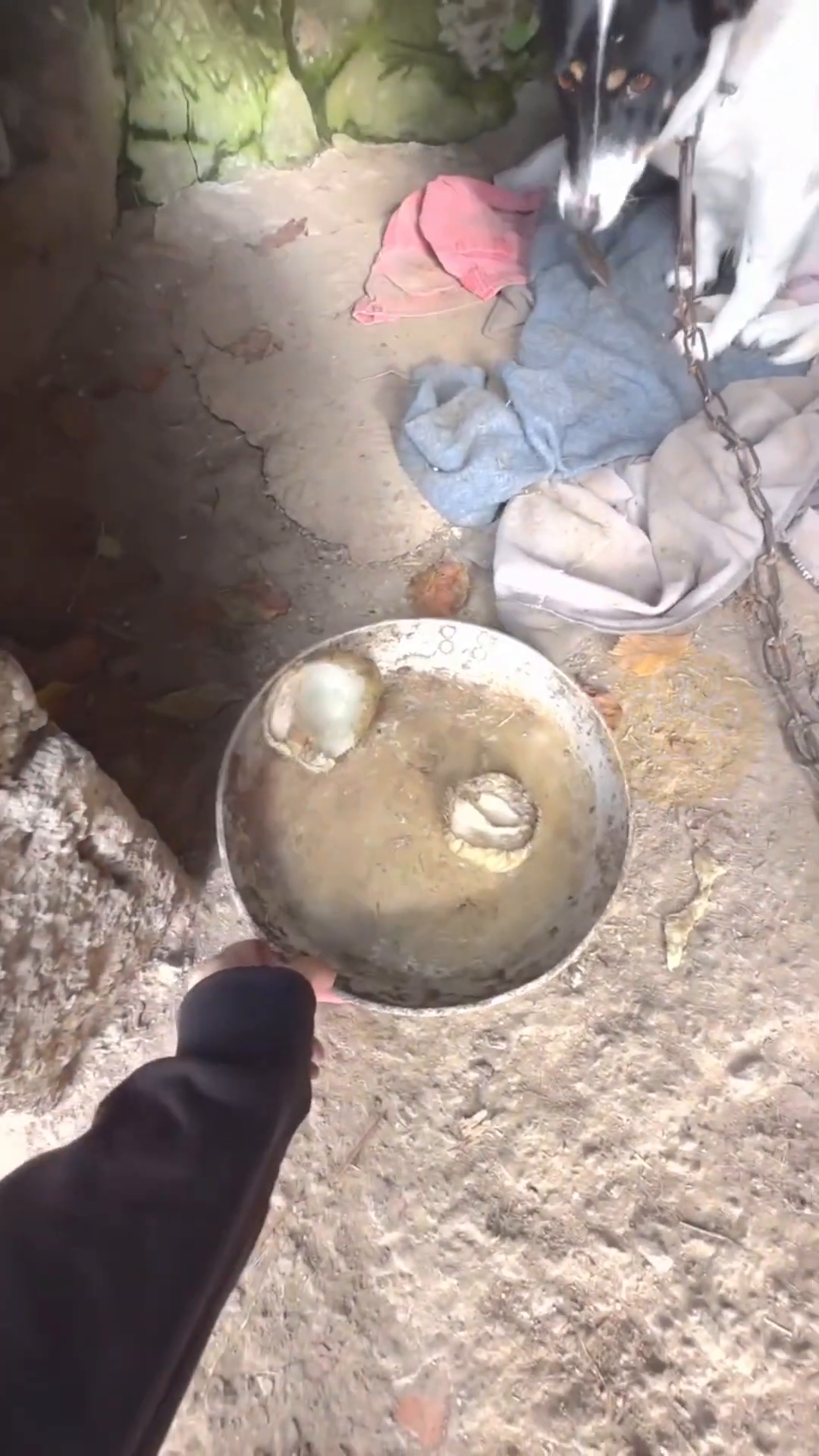 A black and white dog lies on the ground in a dark, rocky cave, surrounded by old cloths and a metal bowl with murky water.
