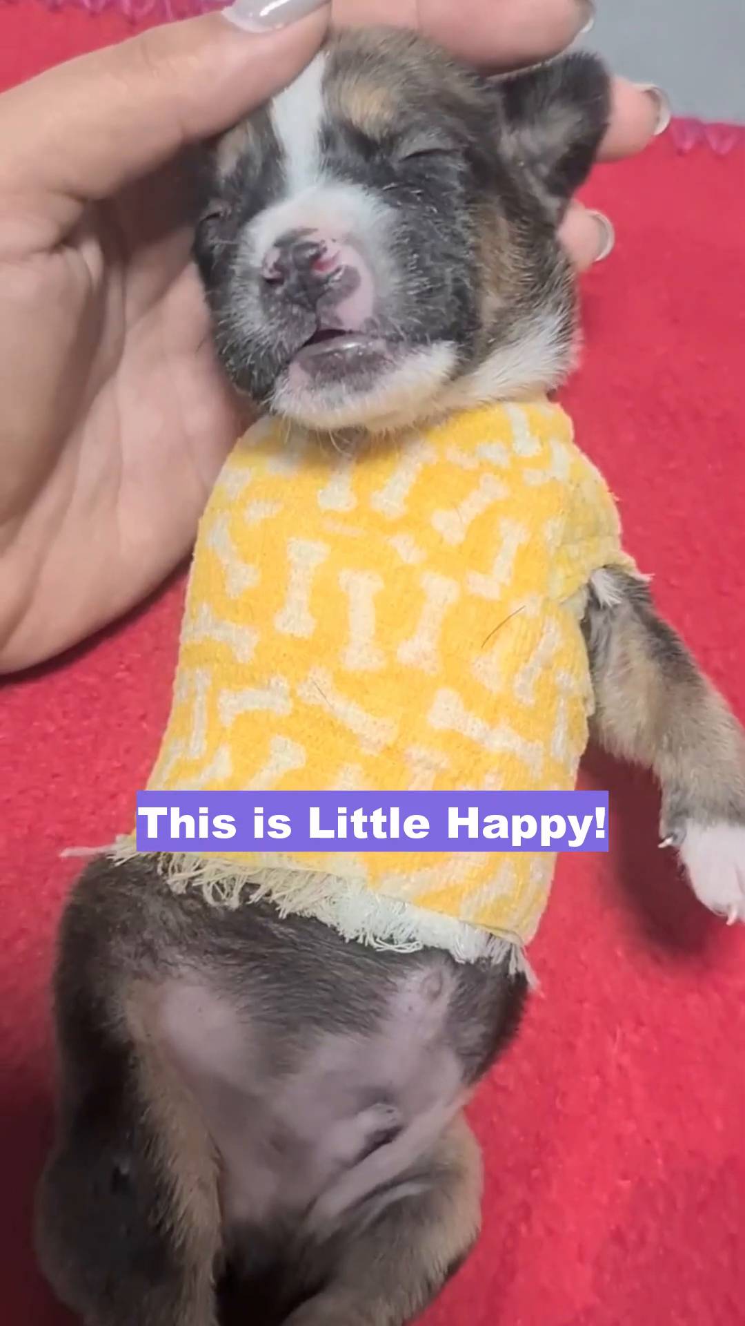A tiny, newborn puppy named Little Happy, wearing a yellow bandage with bone patterns.