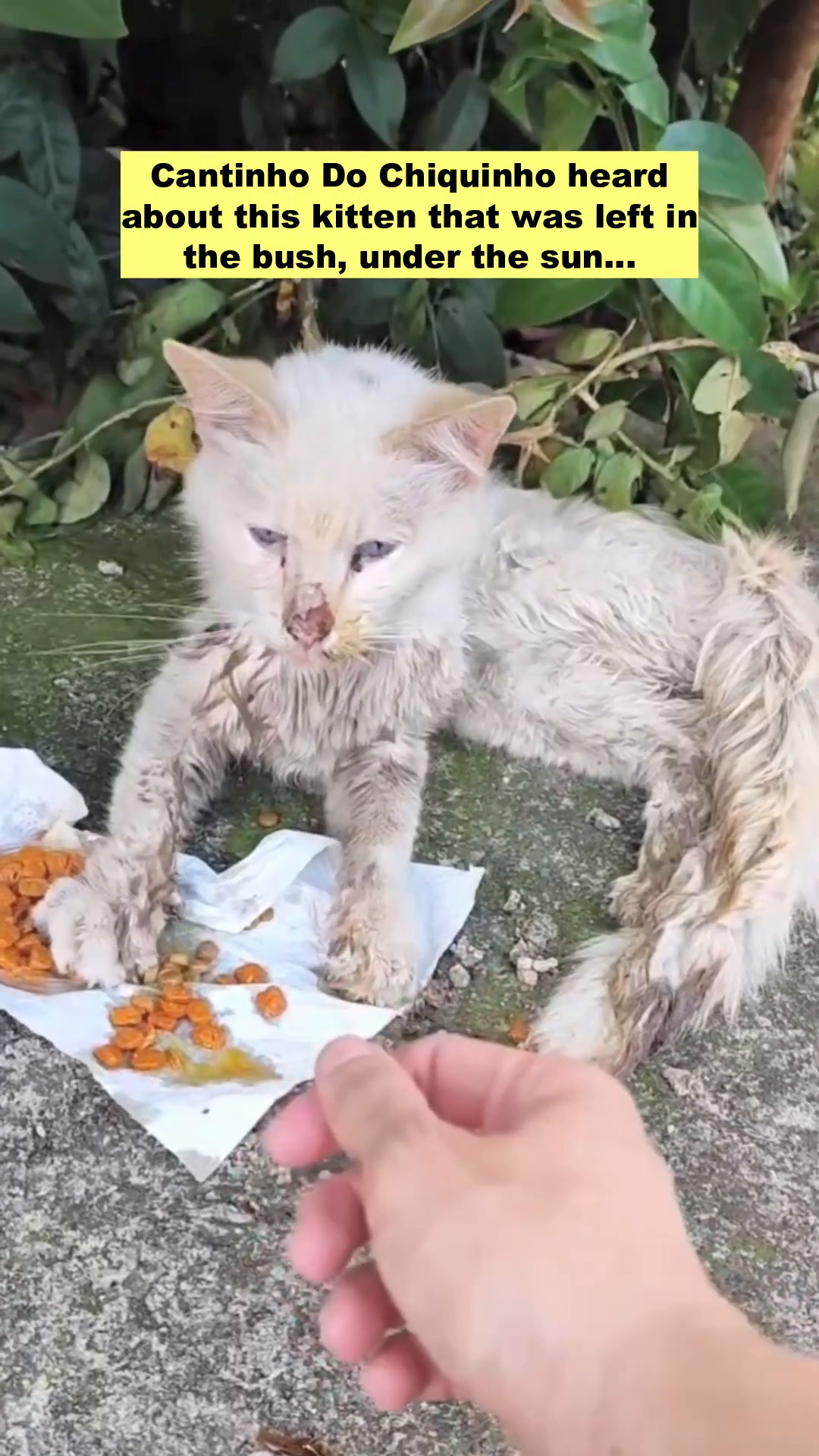 A frail, dirty white kitten lies on the ground, looking weak and neglected.