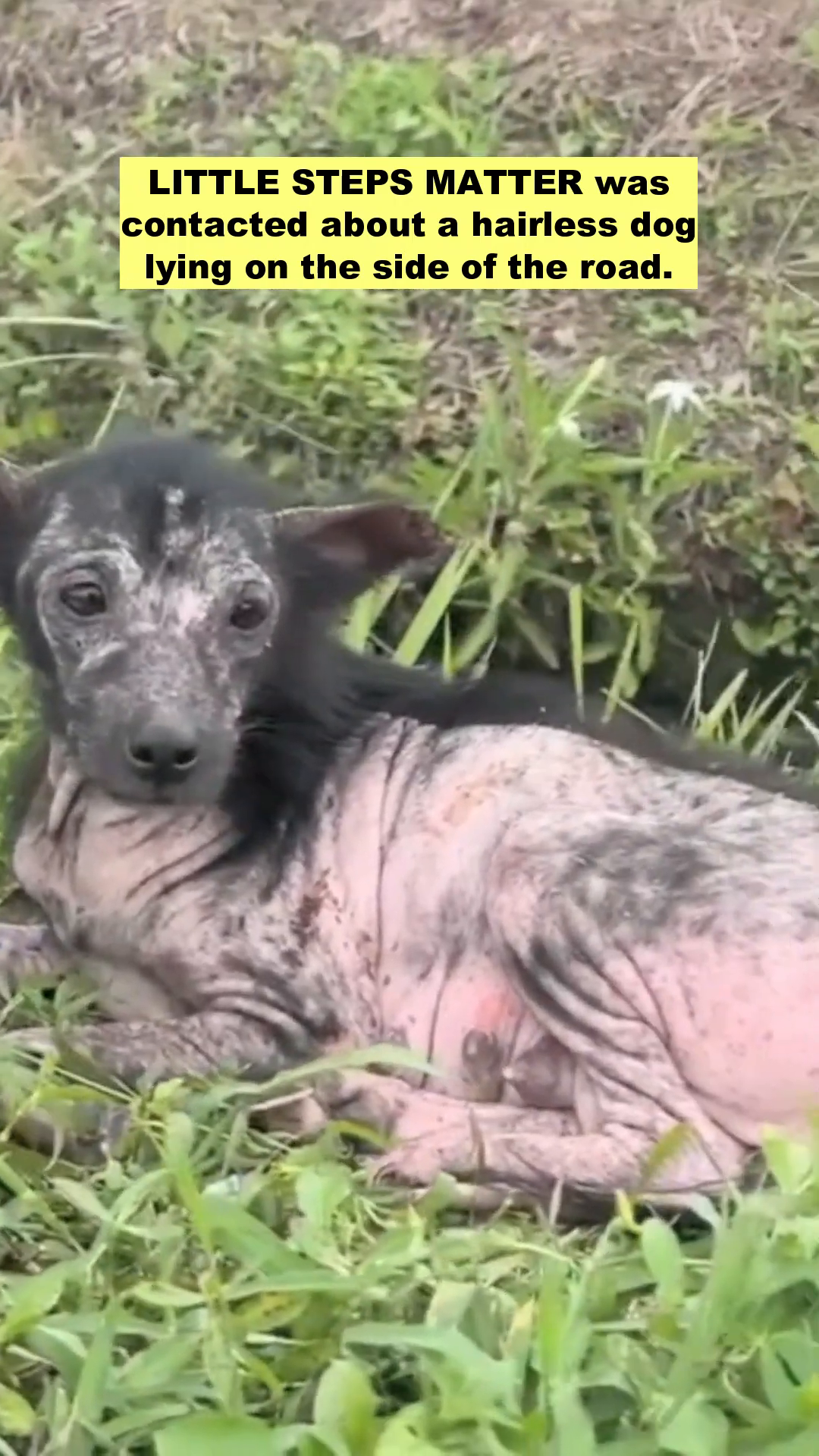 A close-up of a hairless dog lying in the grass, looking distressed.