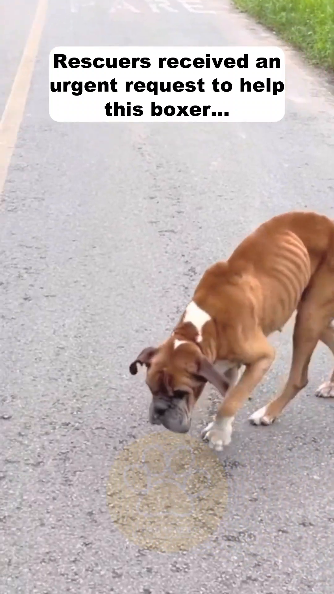 A very thin boxer dog stands on a road, looking down.