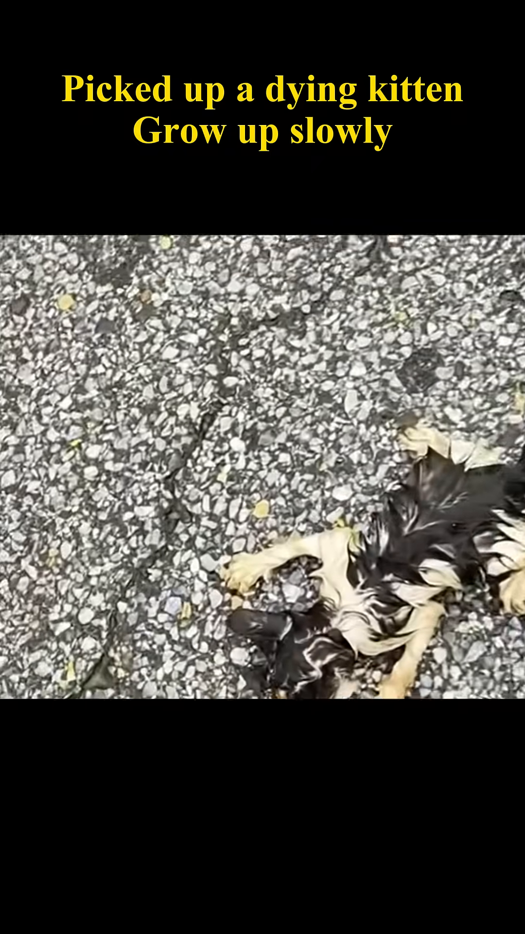 A tiny, wet, and emaciated kitten lying on the ground, looking weak and vulnerable.