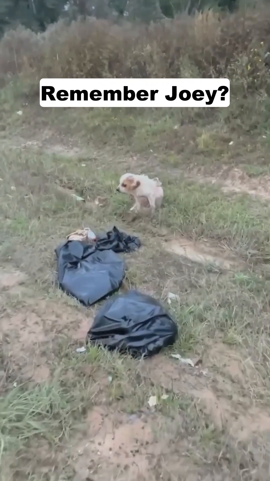 A small, light-colored dog is seen sitting in a muddy, grassy area with trash bags nearby.