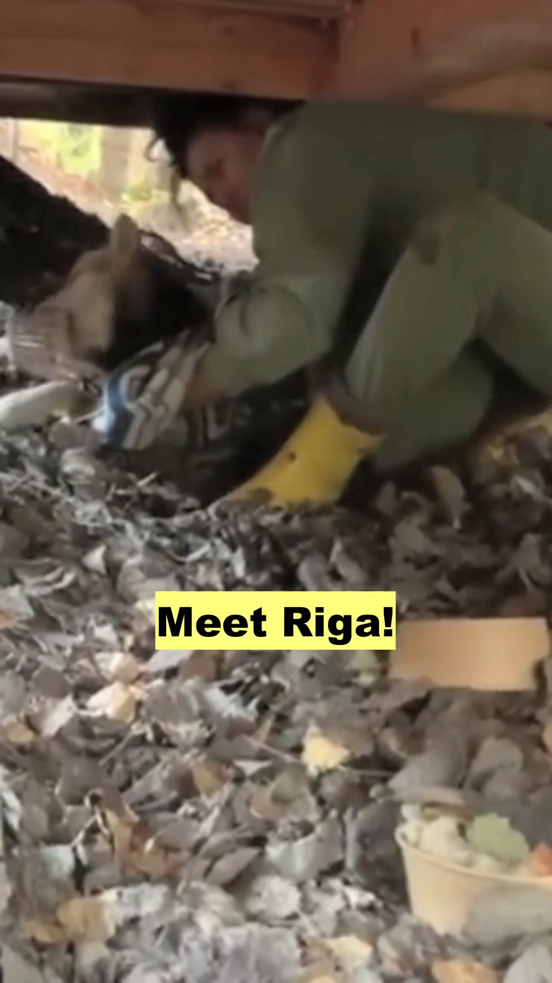 A person reaching into a pile of debris, with a dog's head barely visible.