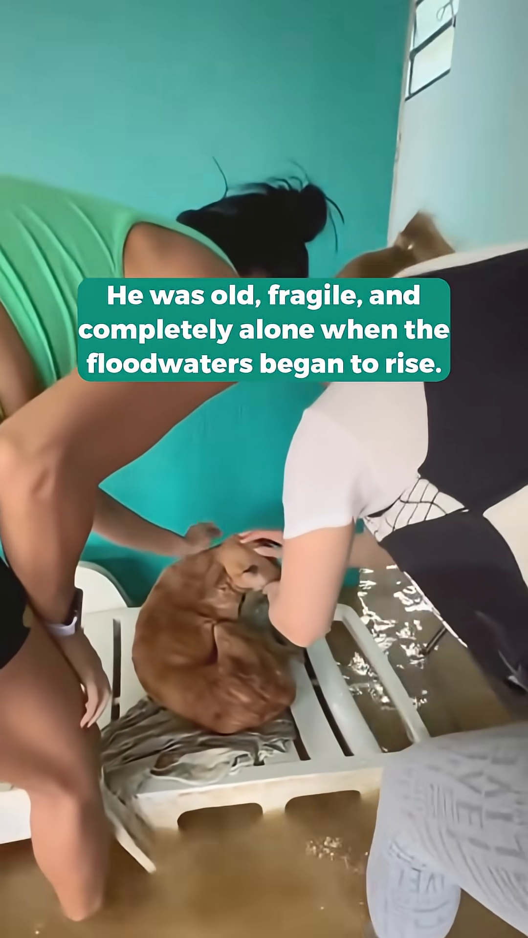 An old, frail dog curled up on a raised platform, surrounded by floodwaters.
