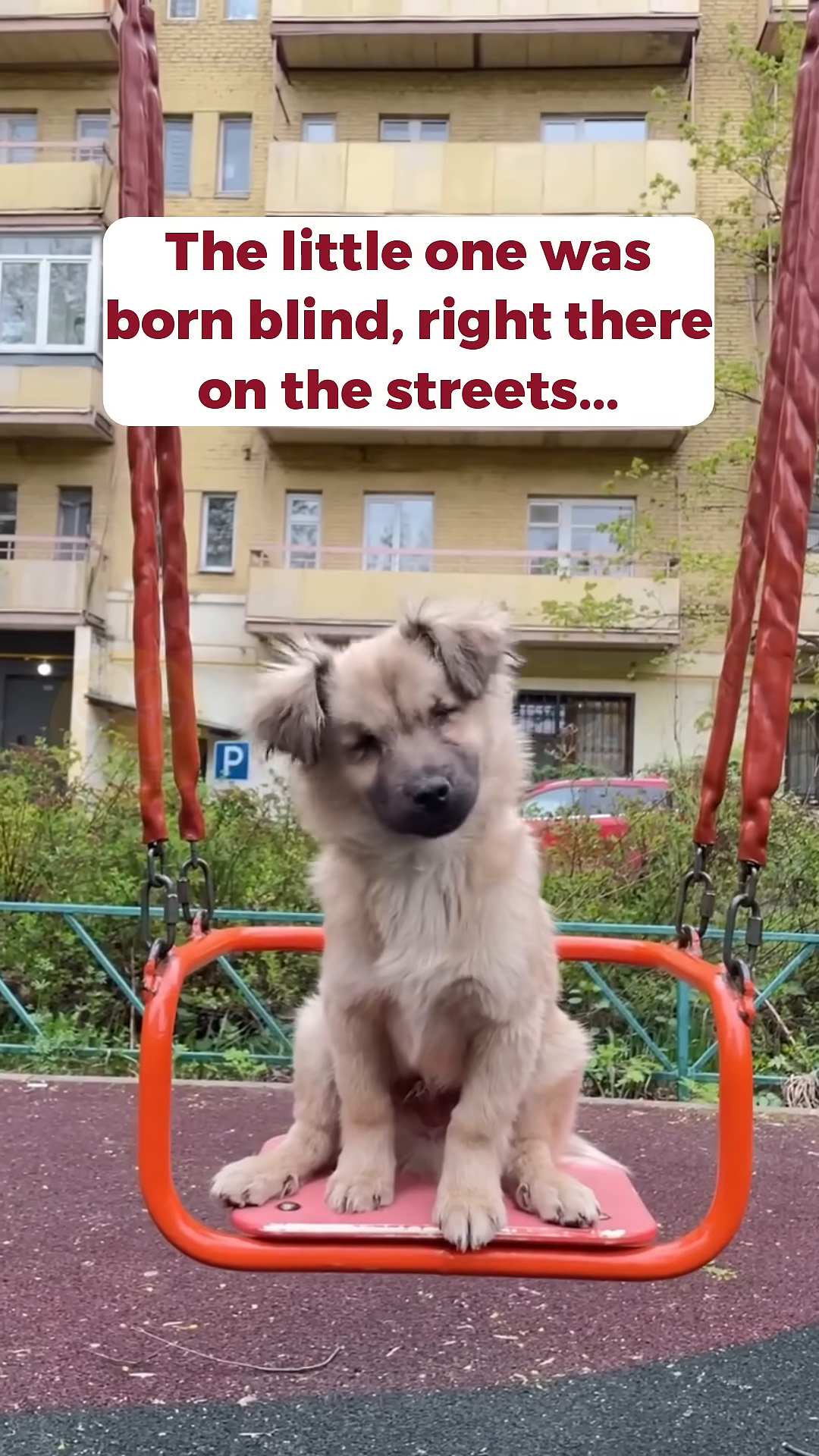 A small, fluffy puppy with closed eyes sits on a swing, looking vulnerable.