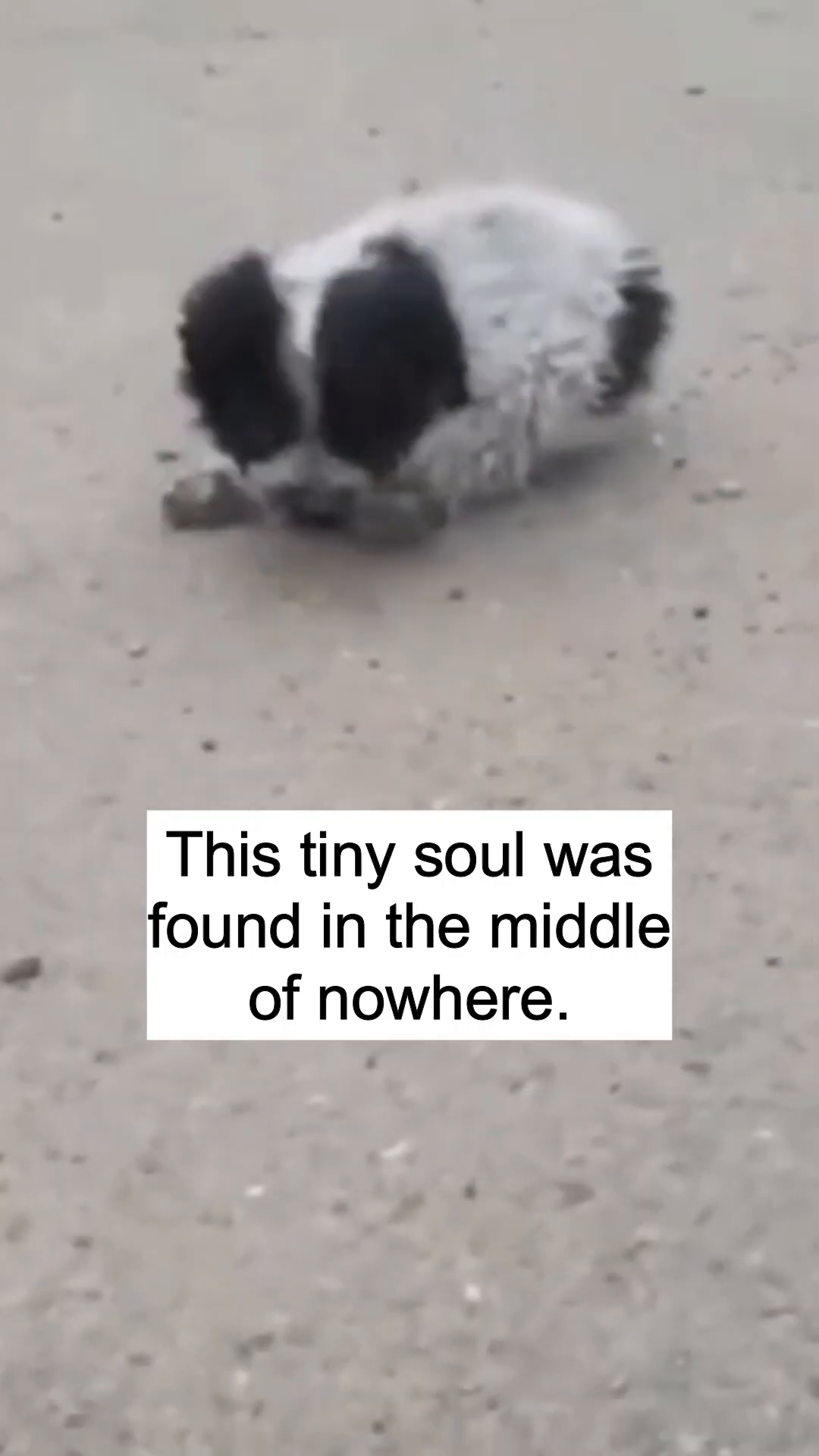 A tiny, fluffy puppy with black and white markings is curled up on the ground, looking weak.