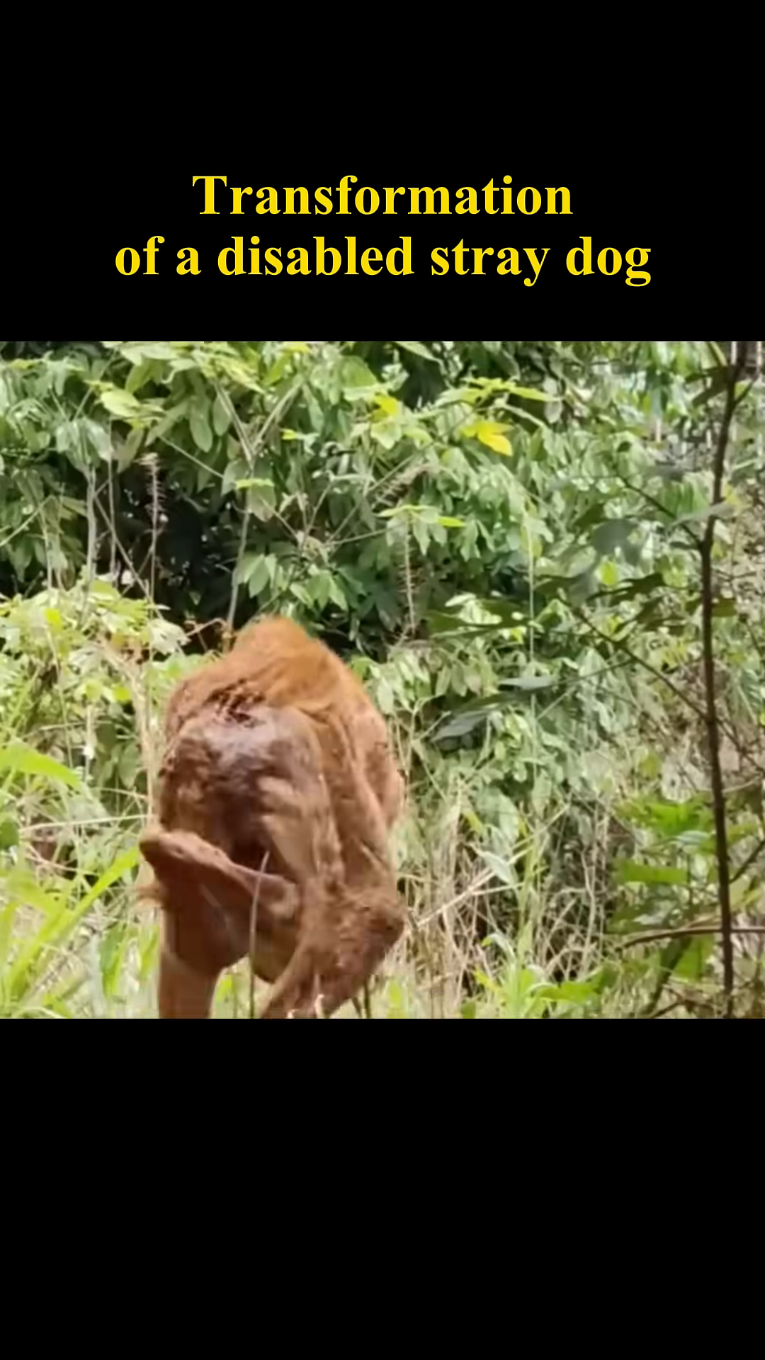 A thin, disabled stray dog walks with difficulty through dense vegetation.