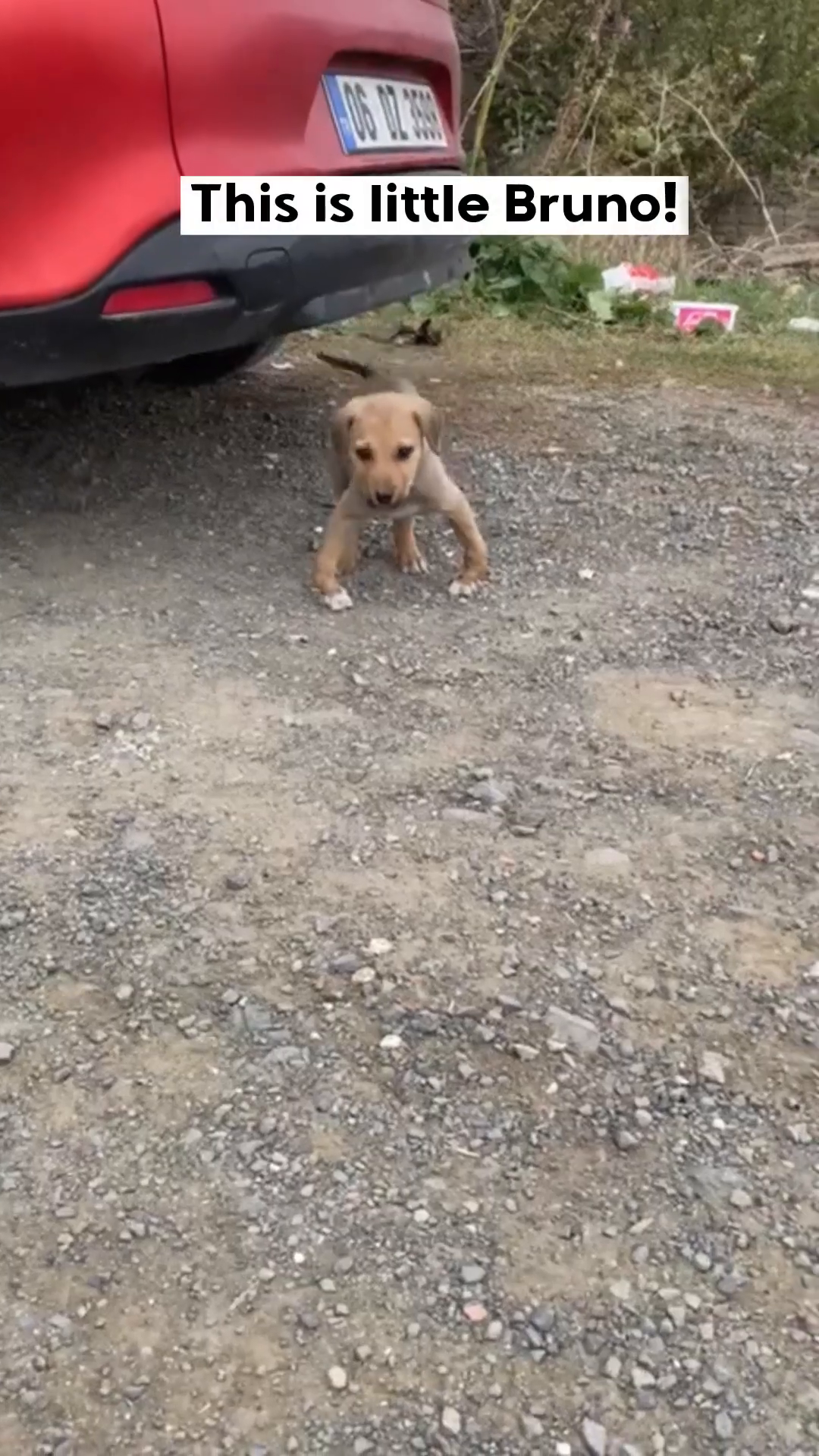 A small, light-brown puppy with a sad expression stands on a gravelly surface, its front legs appearing slightly splayed.