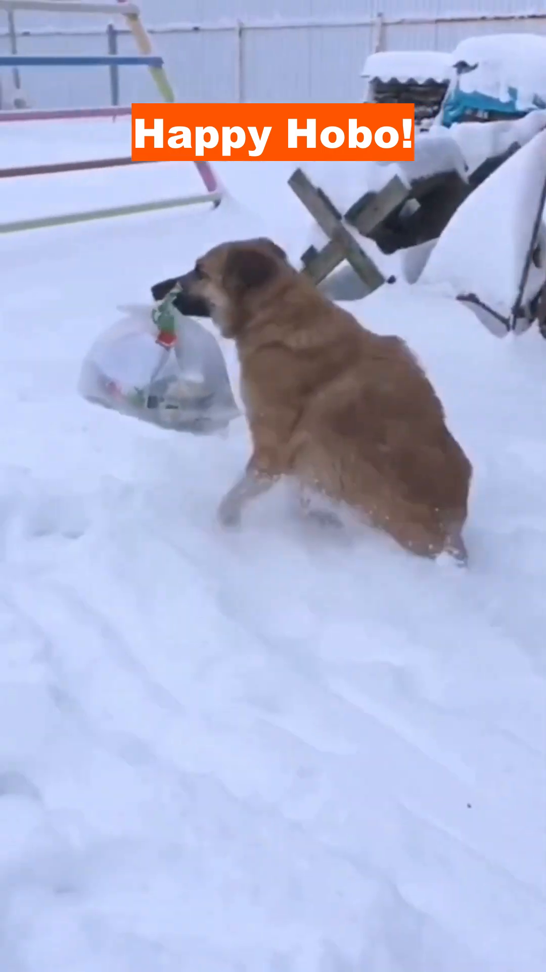 A medium-sized dog with light brown fur is running through deep snow, carrying a plastic bag in its mouth.