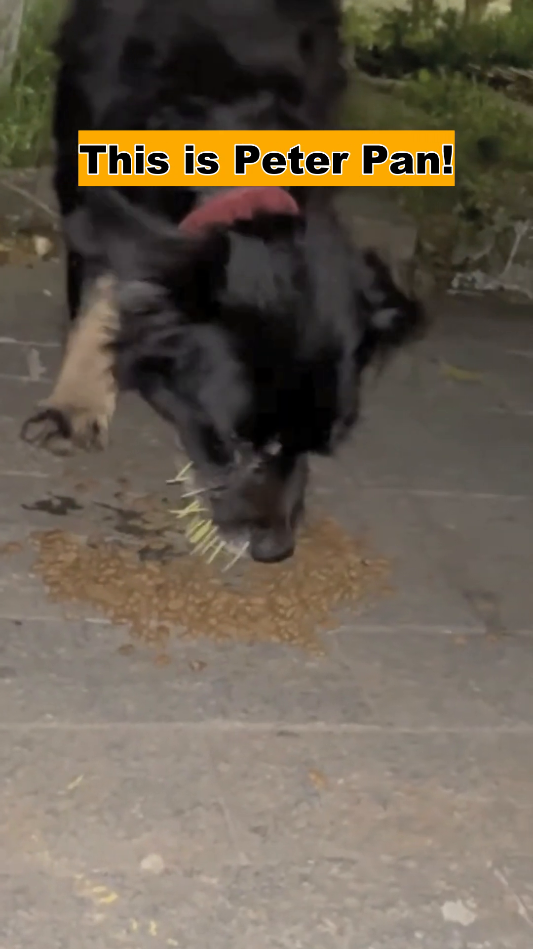 A black dog, Peter Pan, is seen eating food off the ground, looking distressed.