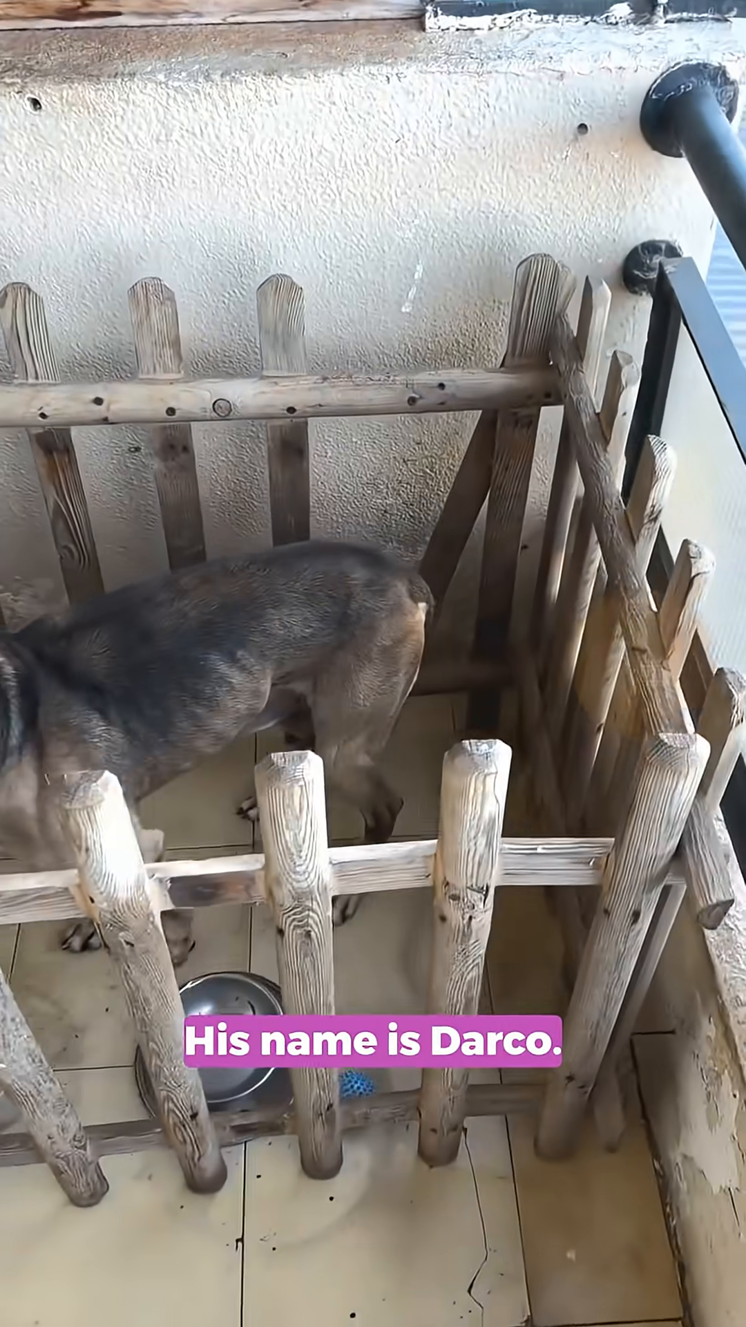 A dog named Darco stands alone in a small, wooden enclosure.