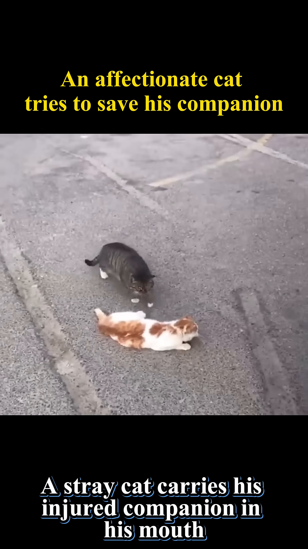 A tabby cat carefully carries a ginger and white cat in its mouth.