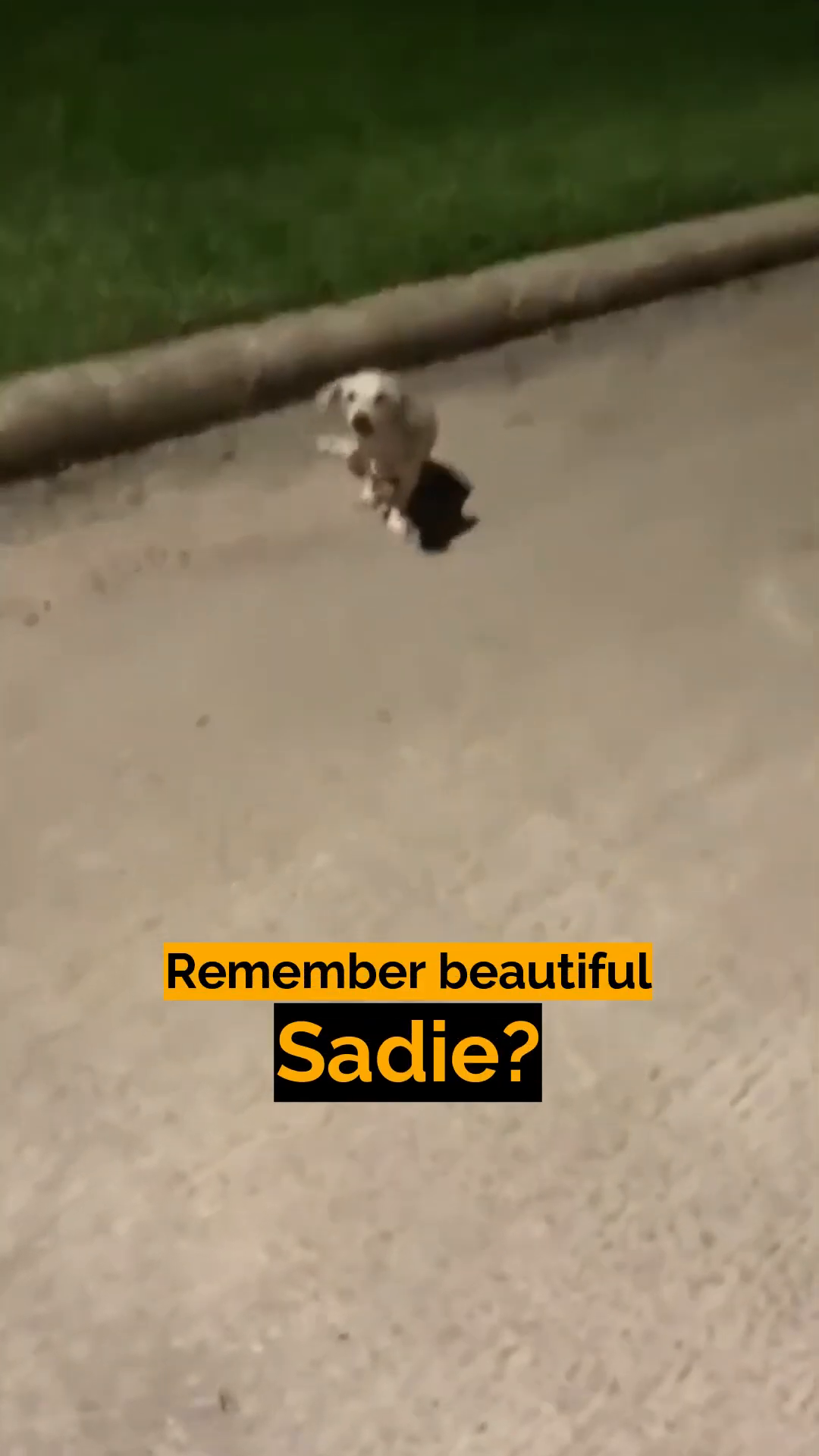 A small, light-colored dog lying on the ground, looking distressed.