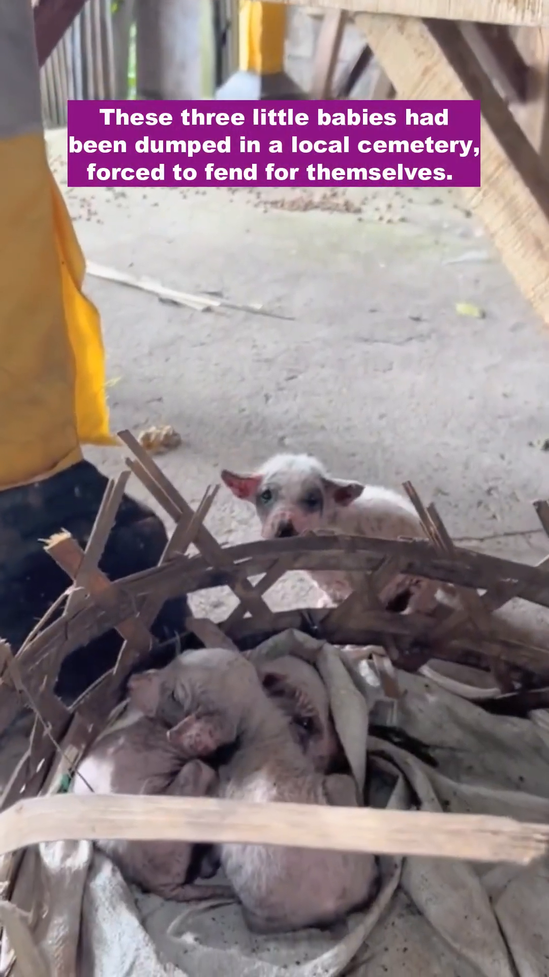 Three tiny, vulnerable puppies huddled together in a makeshift nest.