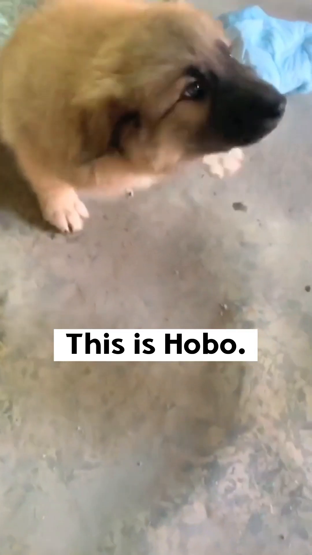 A fluffy, light brown puppy lying on the ground, looking vulnerable.