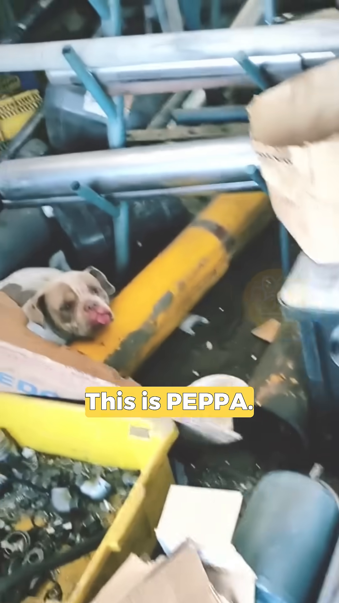 A sad-looking American Bully dog, Peppa, is lying down amidst debris.