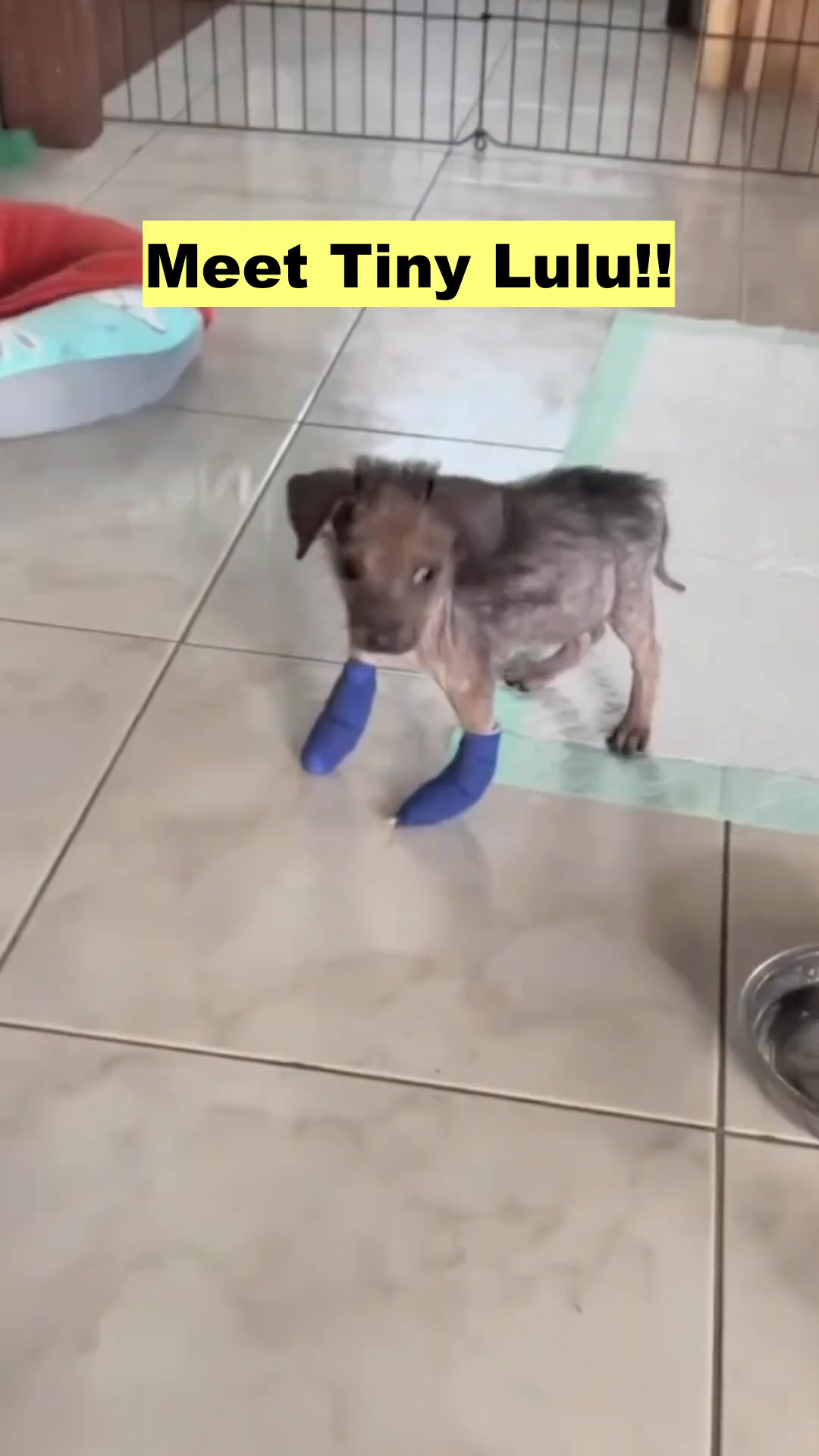 A tiny, frail puppy with blue bandages on her legs stands on a tiled floor, looking sad.