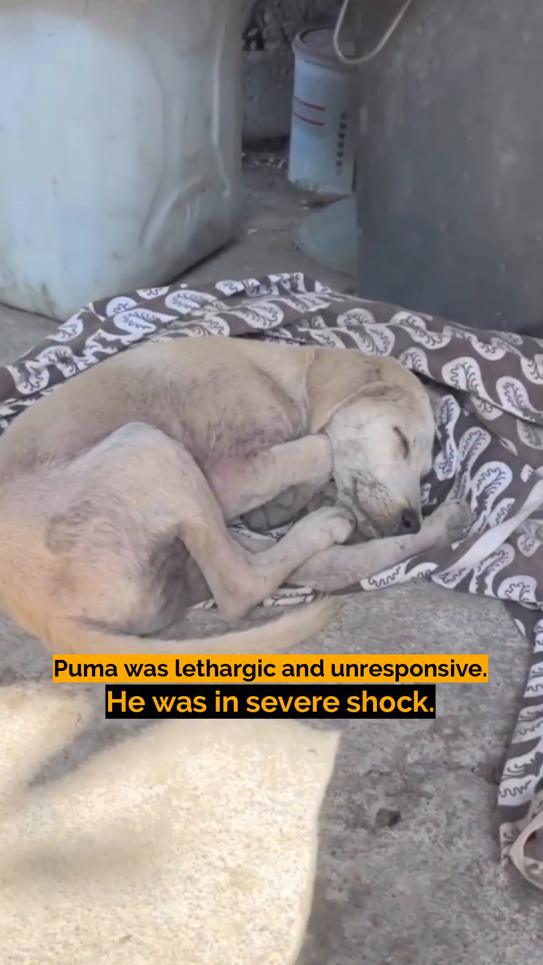 A pale, thin puppy curled up on a blanket, eyes closed, appearing weak and unresponsive.
