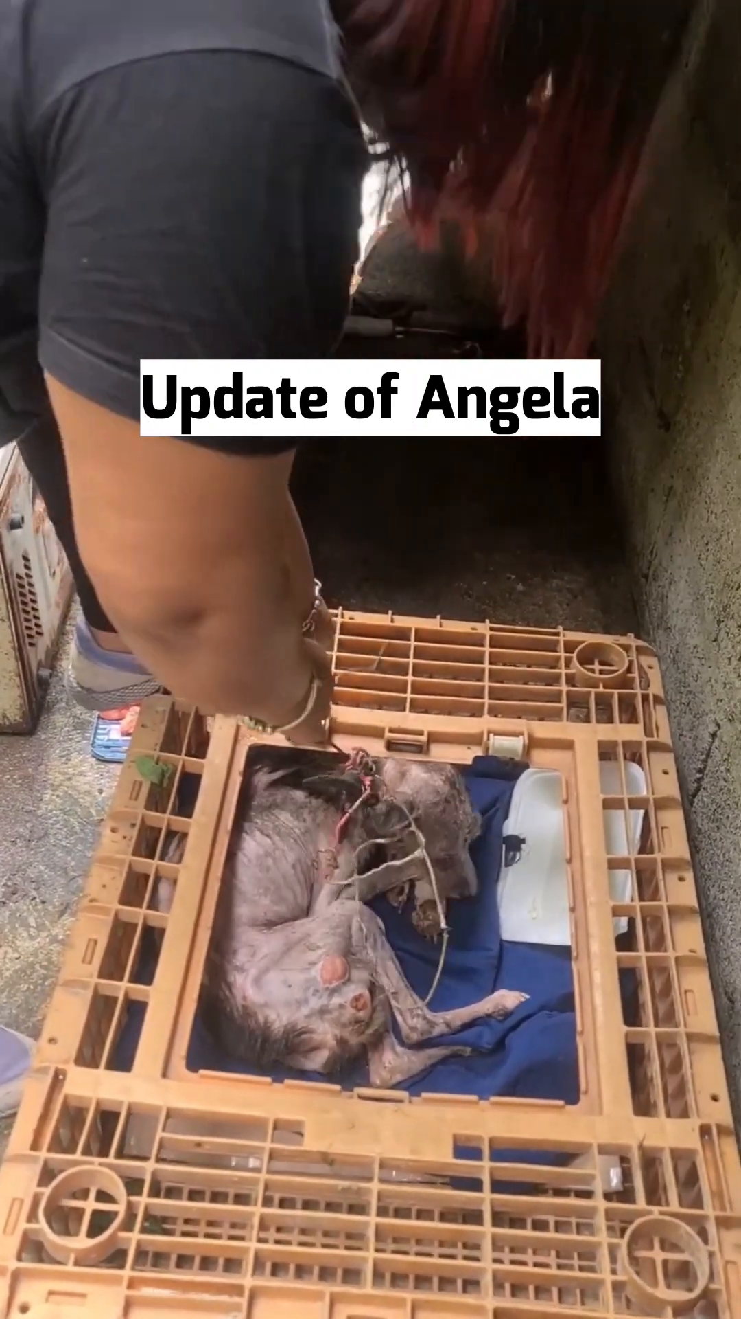 A very thin and unwell dog, Angela, lies in a crate, with medical tubes attached.