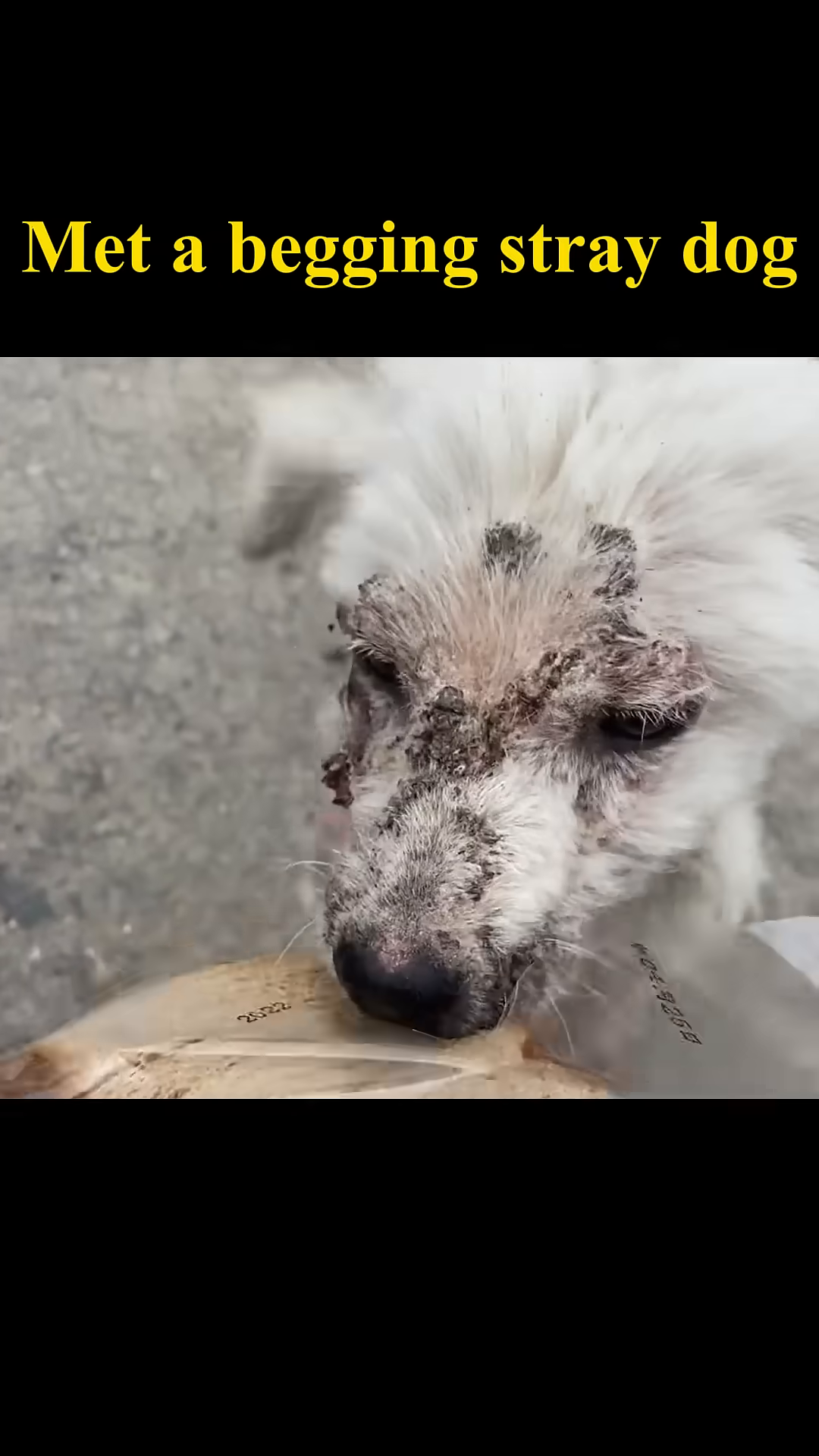 A frail, scruffy stray dog stands alone on the side of a road, its skin visible through sparse fur.