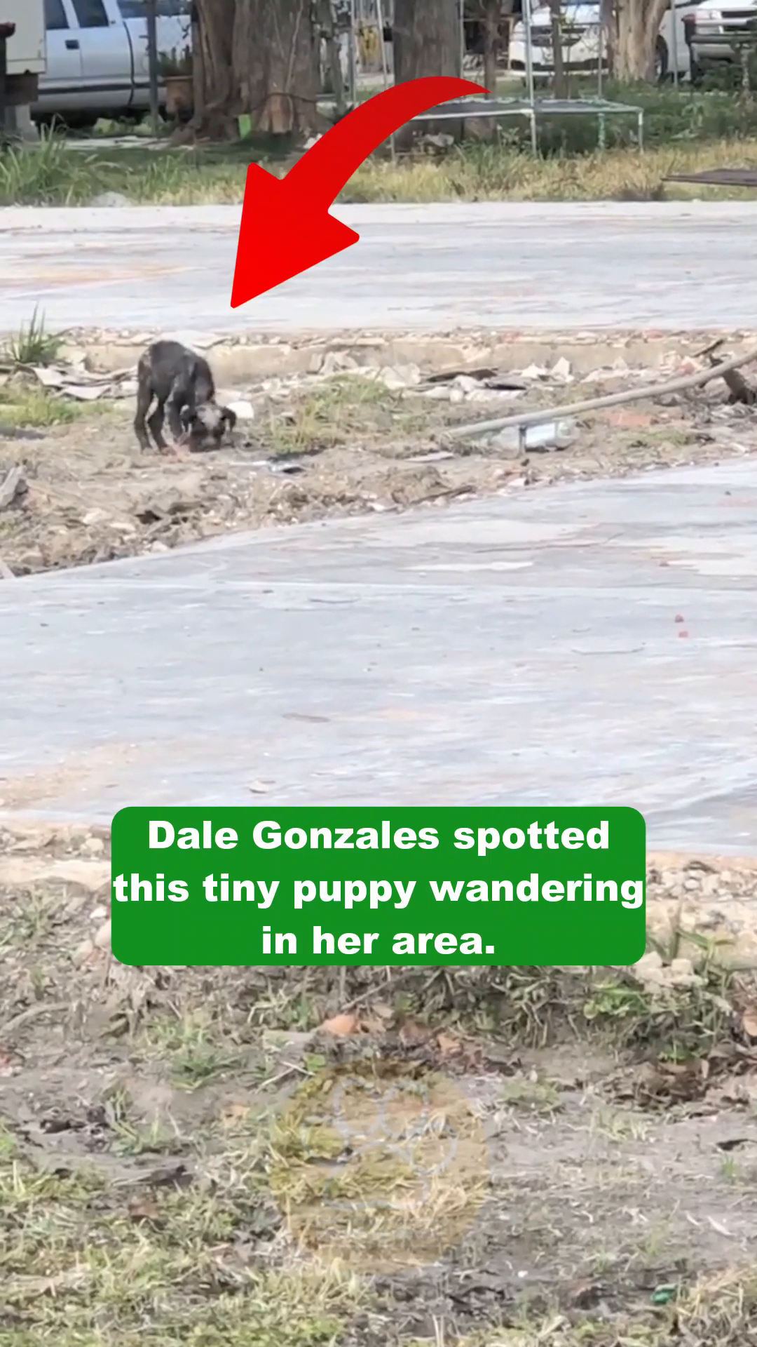 A tiny, dark-colored puppy is seen foraging in a desolate, muddy area.