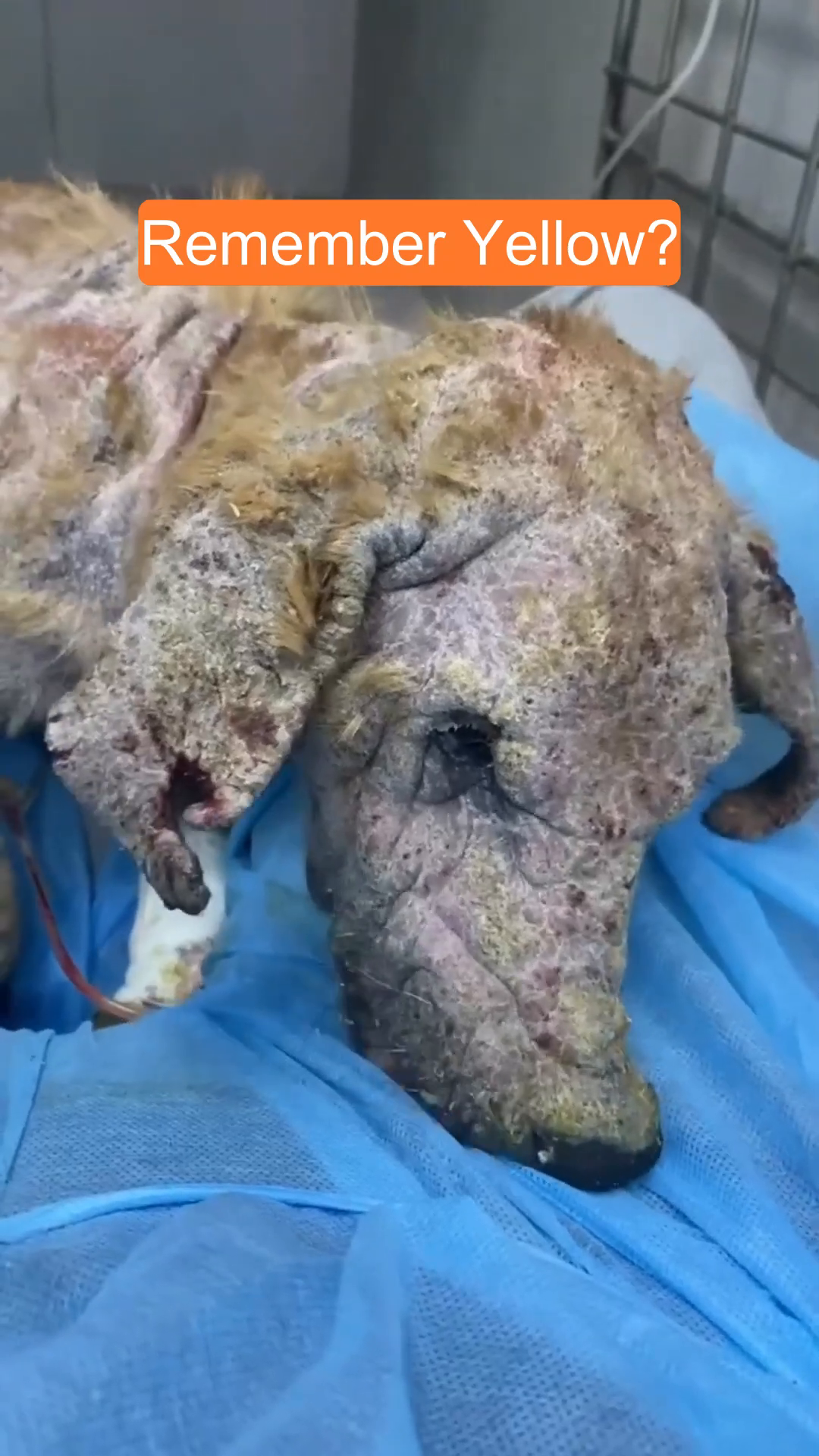 A severely ill dog named Yellow, with visible skin issues and sparse fur, lies on a blue medical sheet.