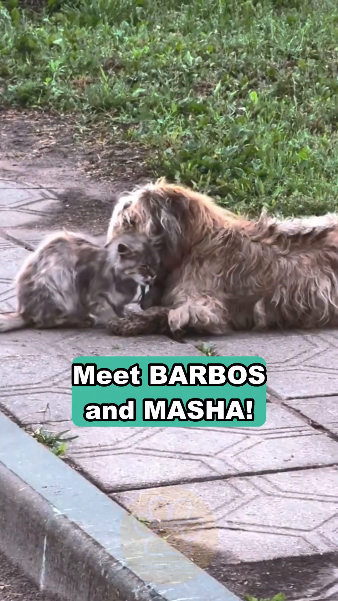 A shaggy dog and a small cat huddled together on a paved path, looking distressed.