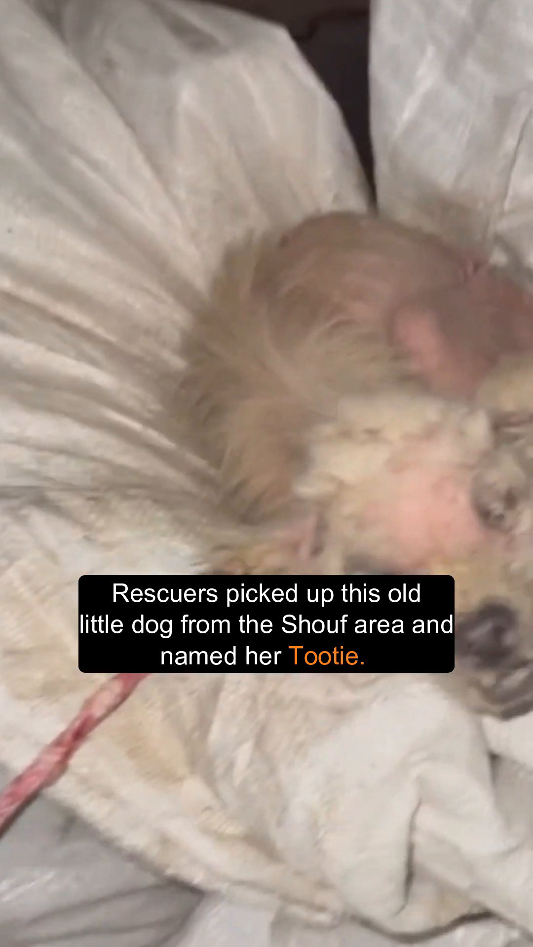 A frail, old dog, barely visible amidst white coverings, with a pink tube near her mouth.