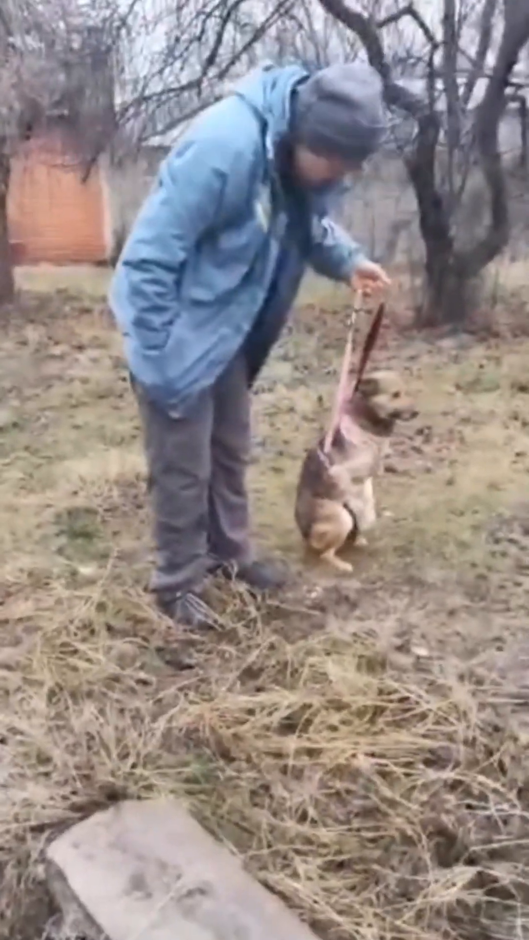 A person gently holding a dog by its leash, the dog appears injured and distressed.