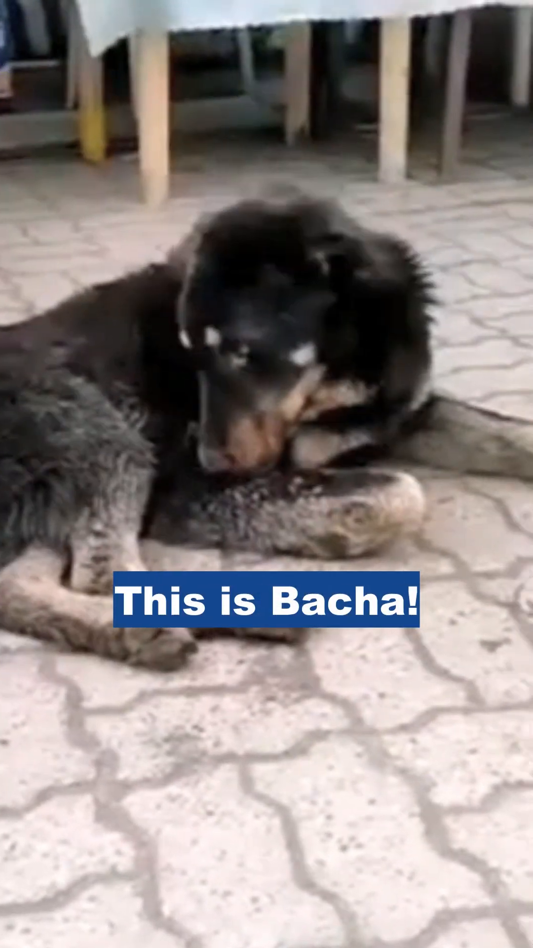 A black and tan dog lies on the ground, appearing weak and distressed, with text overlay 'This is Bacha!'