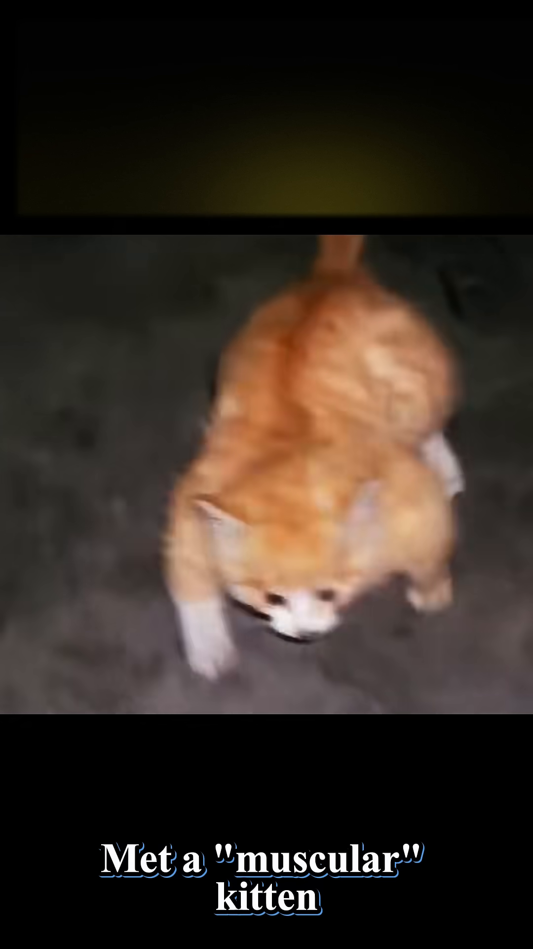 An orange tabby kitten with a swollen appearance, looking down.