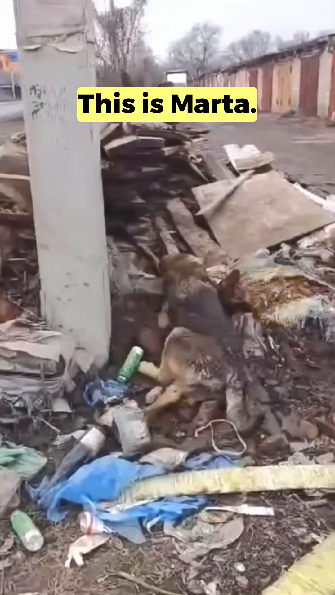 Marta, a young German Shepherd mix puppy, is found injured and hiding in debris.