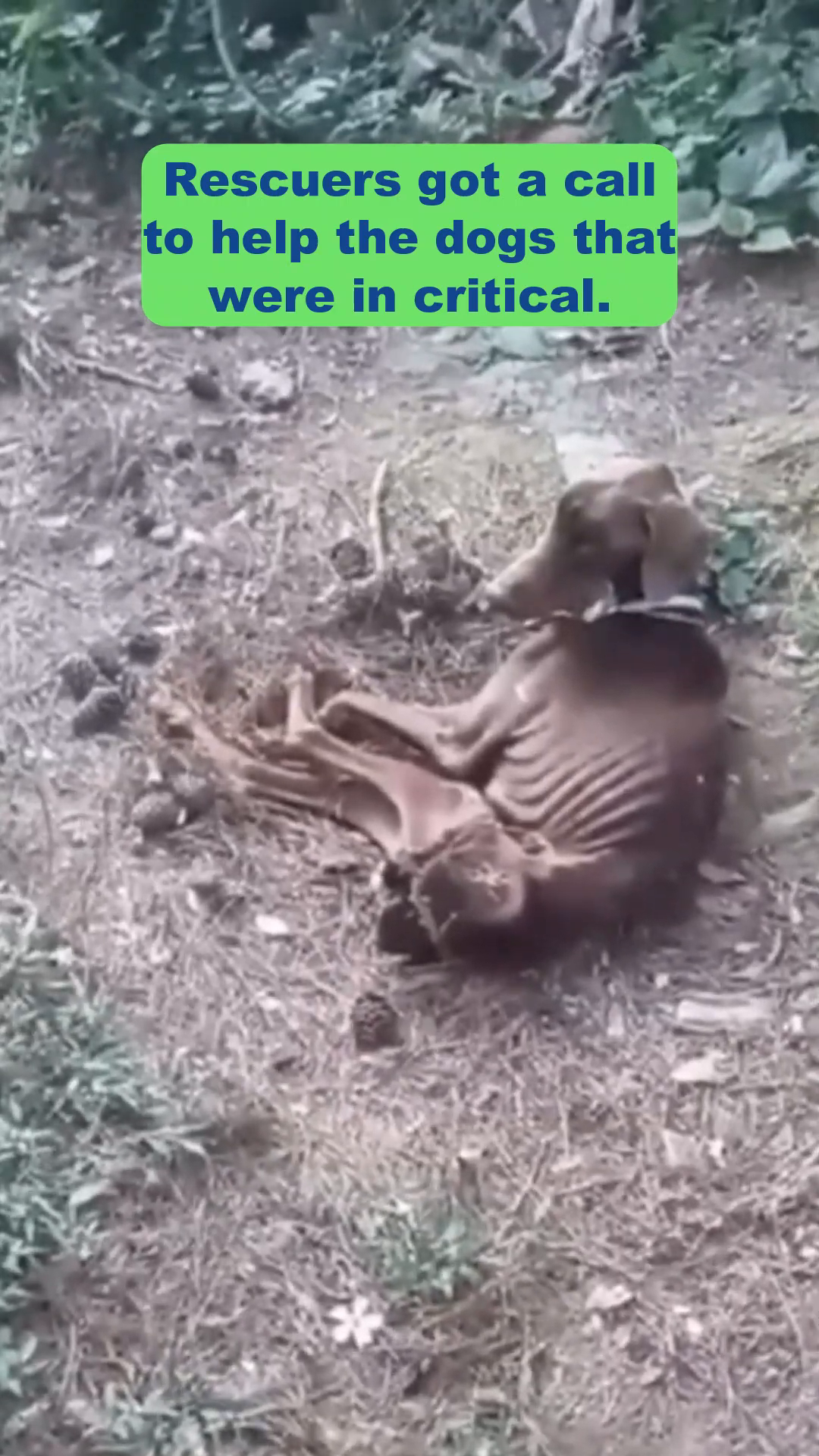 A severely emaciated dog lies curled on the ground, its ribs clearly visible.