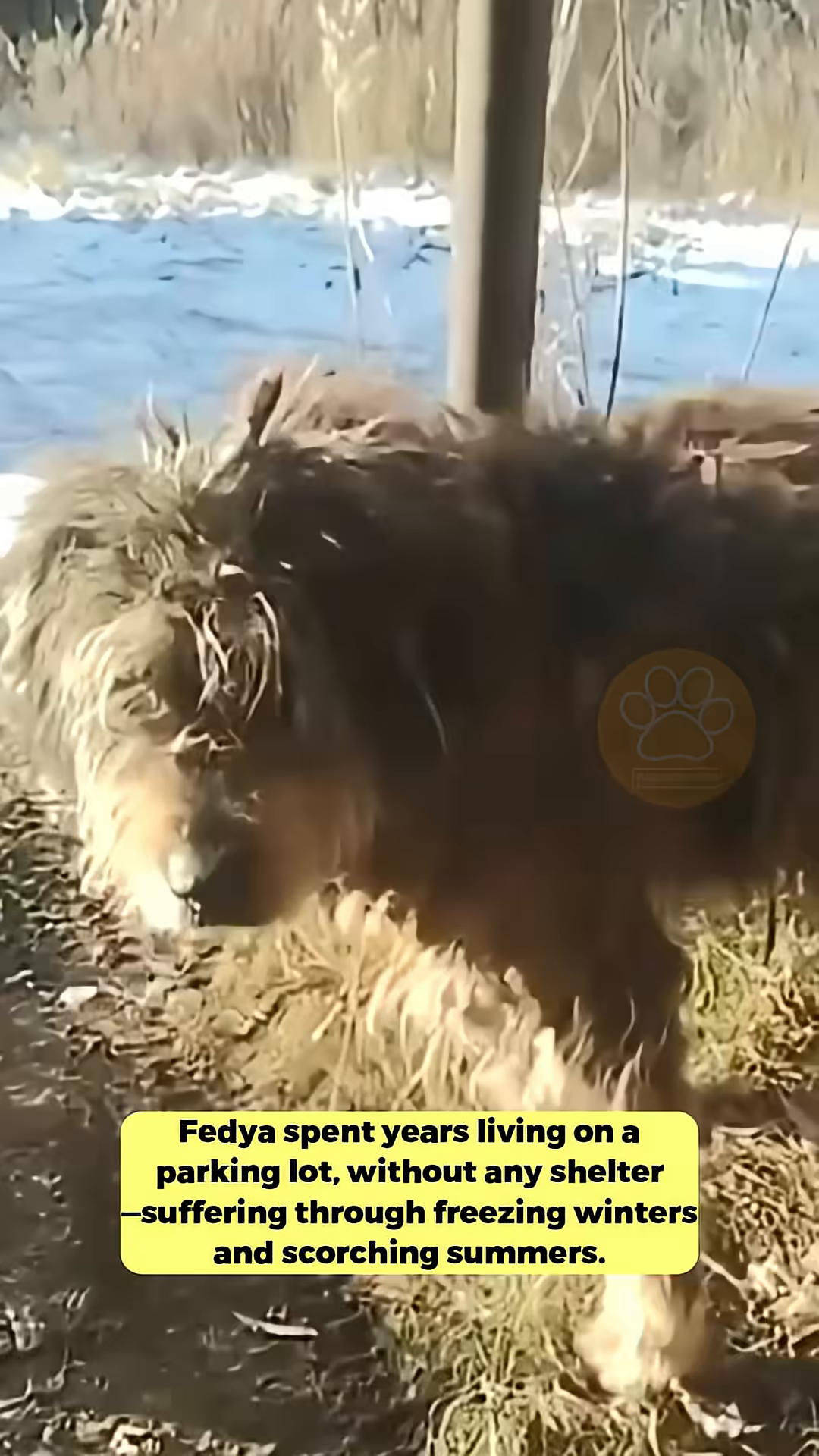 A scruffy, matted dog stands in a desolate outdoor area, looking weary.