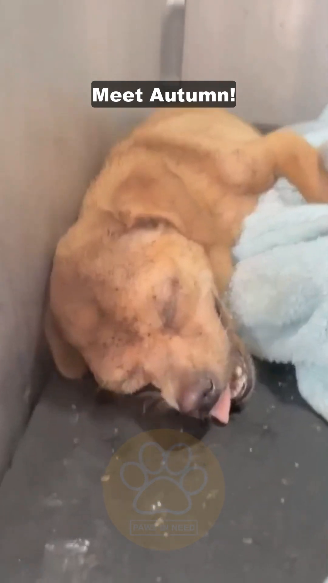 A frail, tan-colored dog lies on a blue towel, eyes closed, with her tongue slightly out.