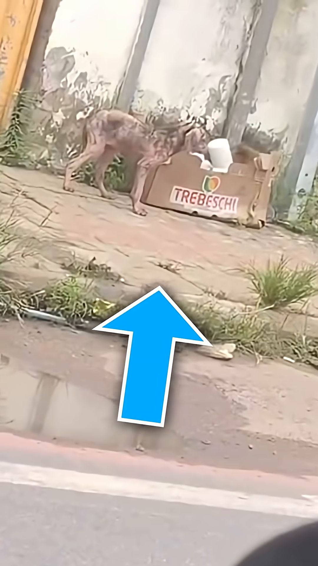 A severely emaciated and injured puppy stands near a cardboard box.