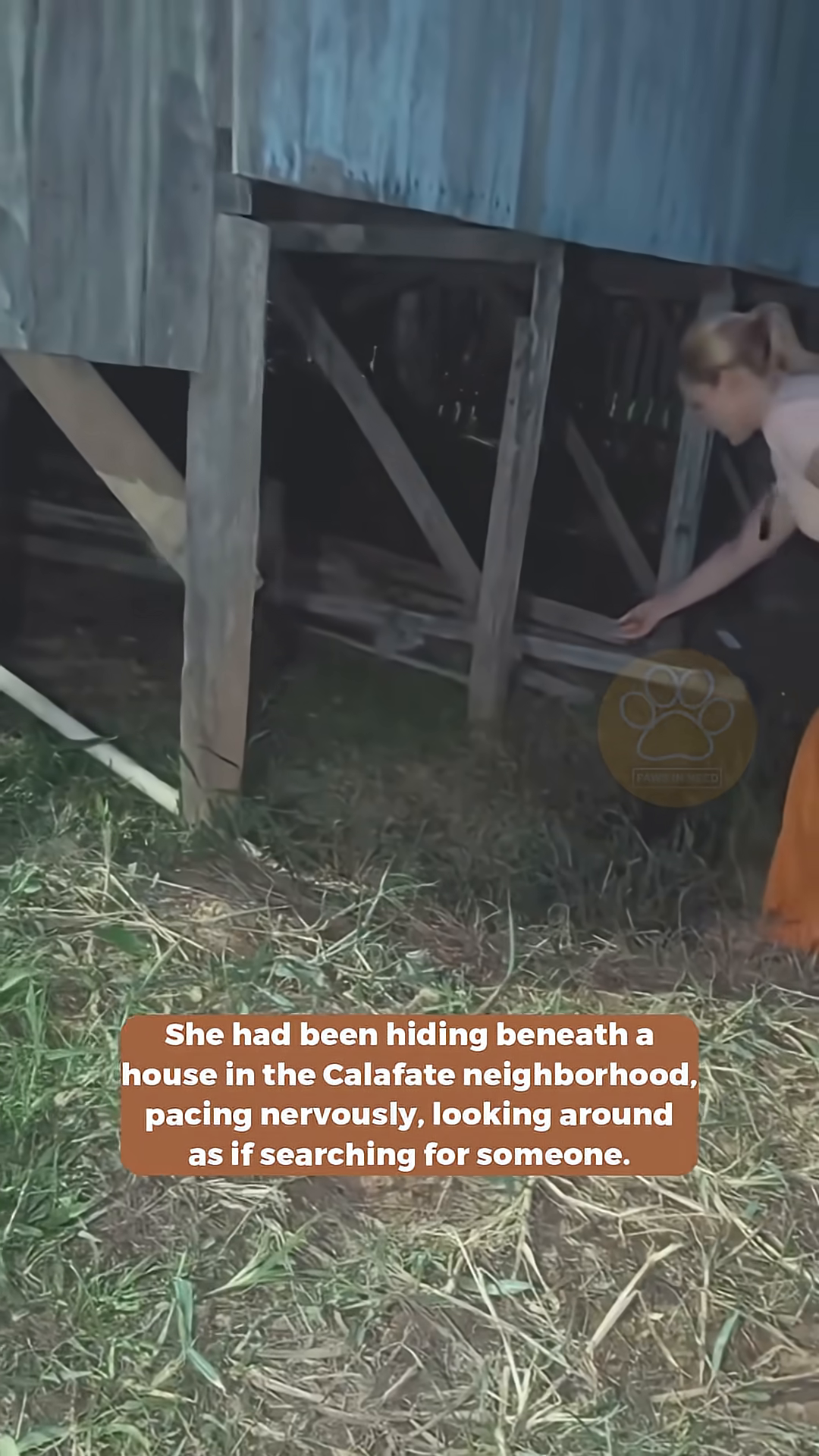 A frightened dog peers out from beneath a wooden structure, looking anxious.