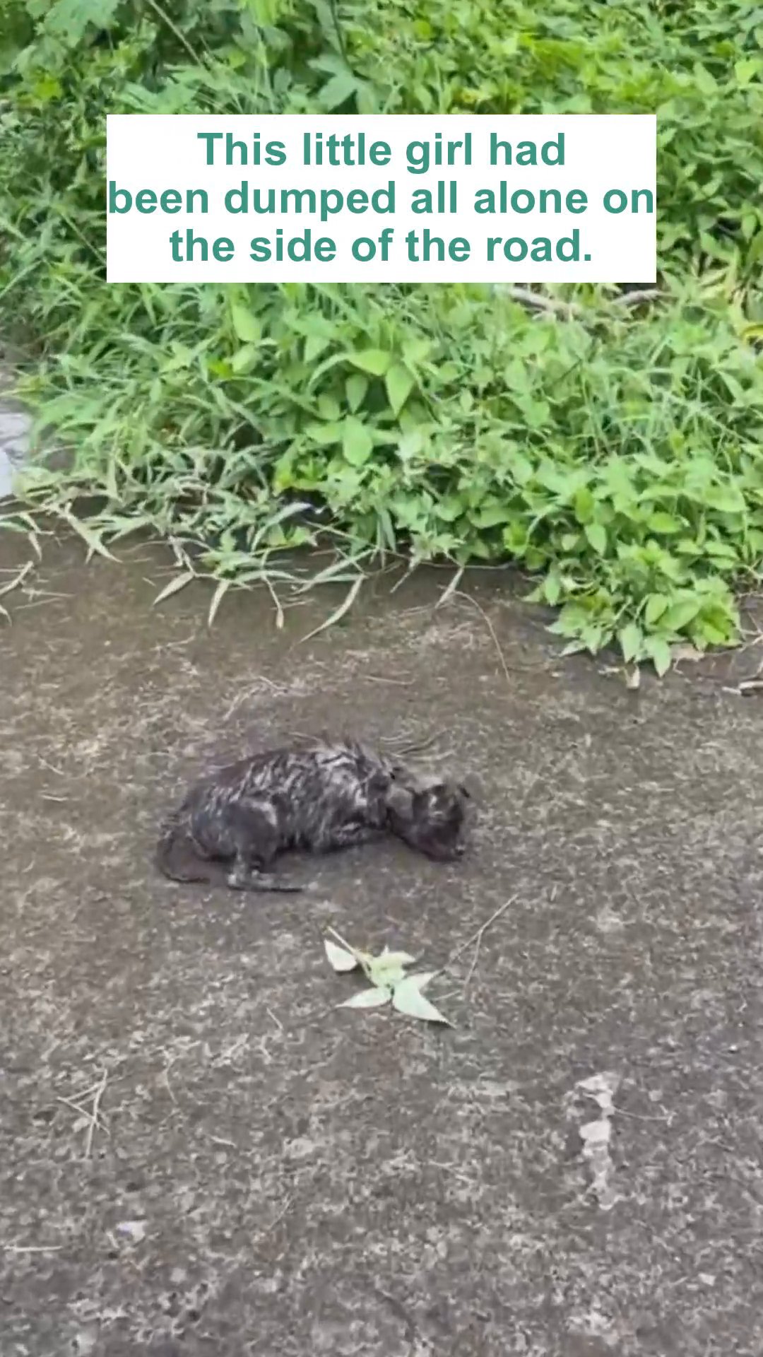 A small, wet, and dirty puppy lies alone on a concrete surface next to lush green foliage.